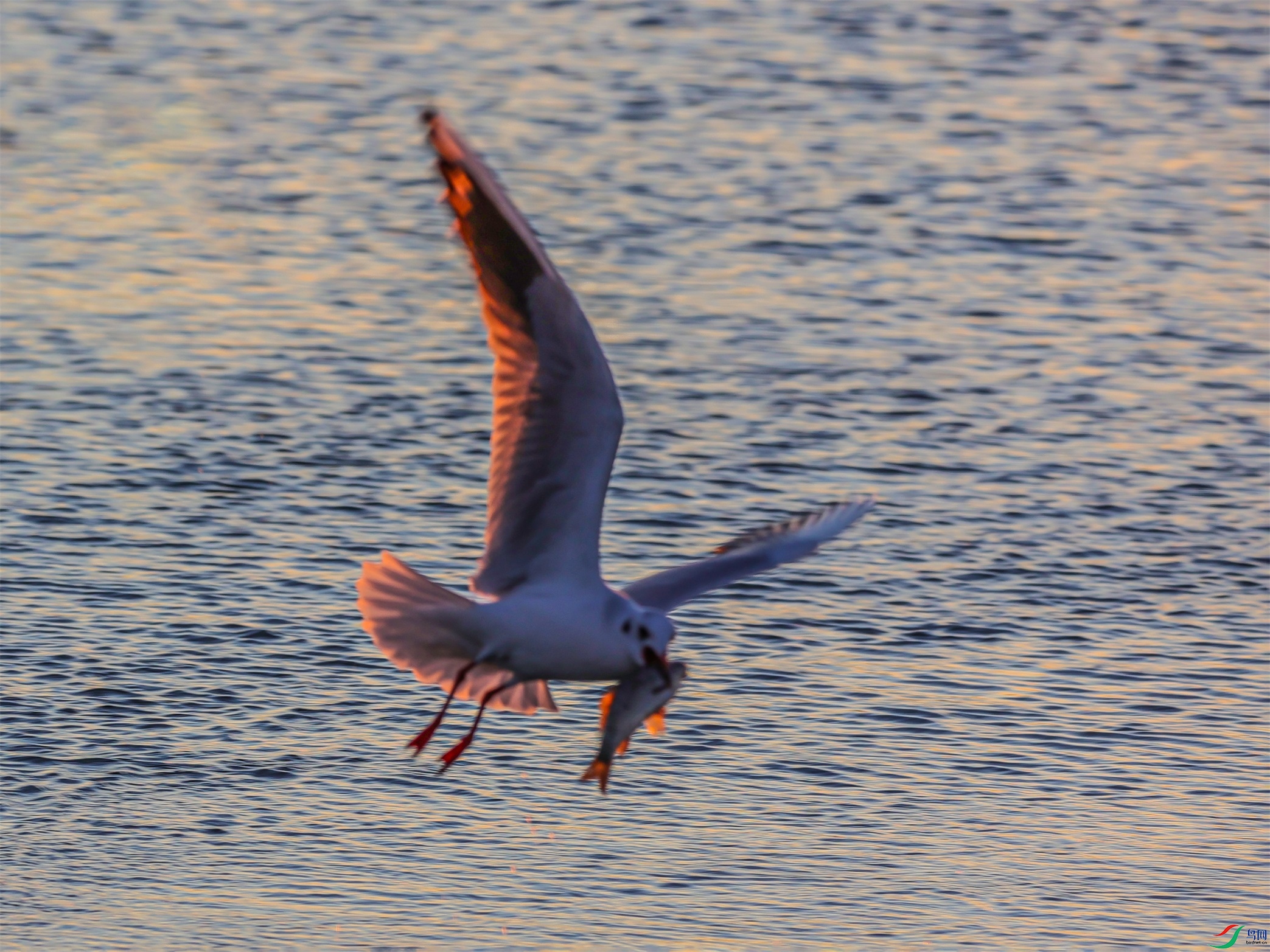 1K3A3818 ����1.jpg