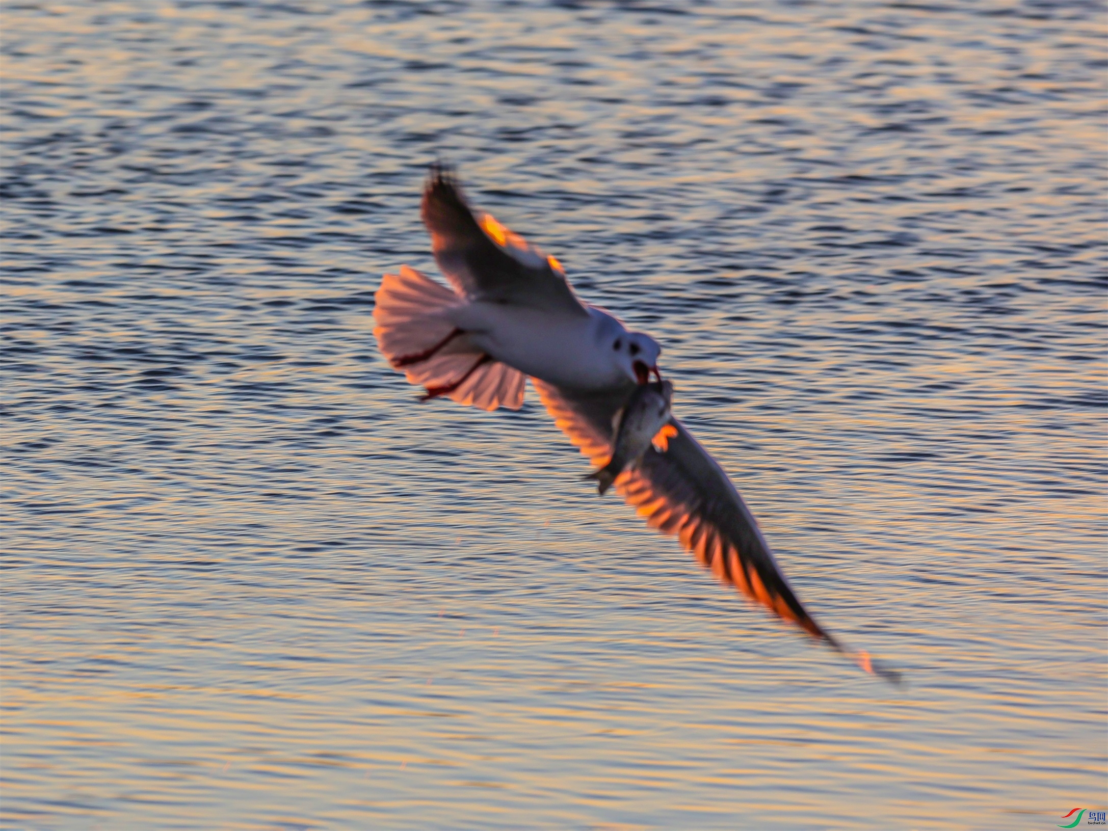 1K3A3819 ����1.jpg