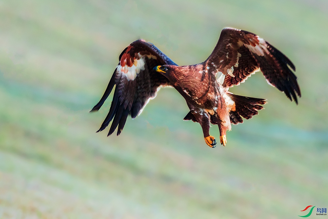 ��ԭ��----˫�絣��ɽ