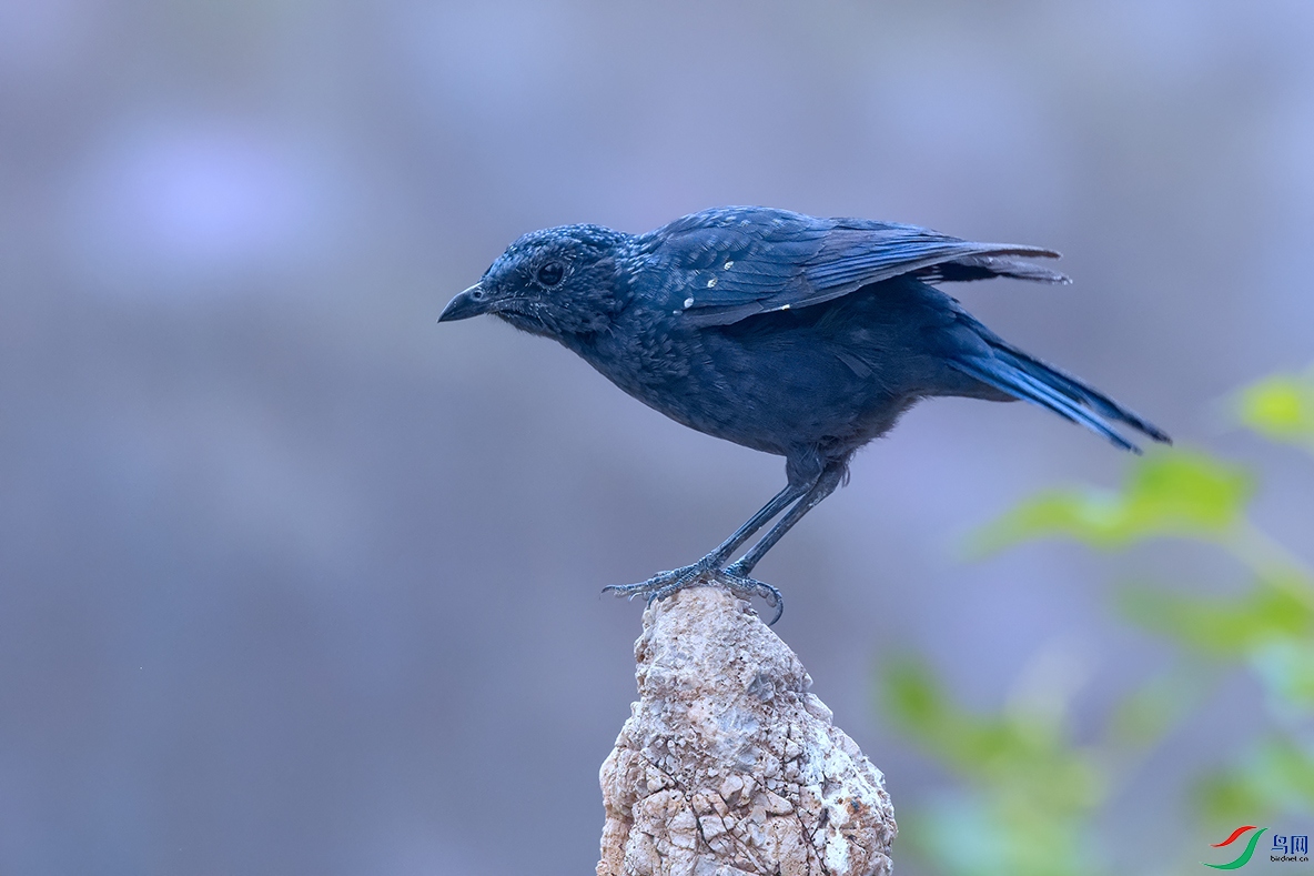 DSC_7566_DxOa.jpg