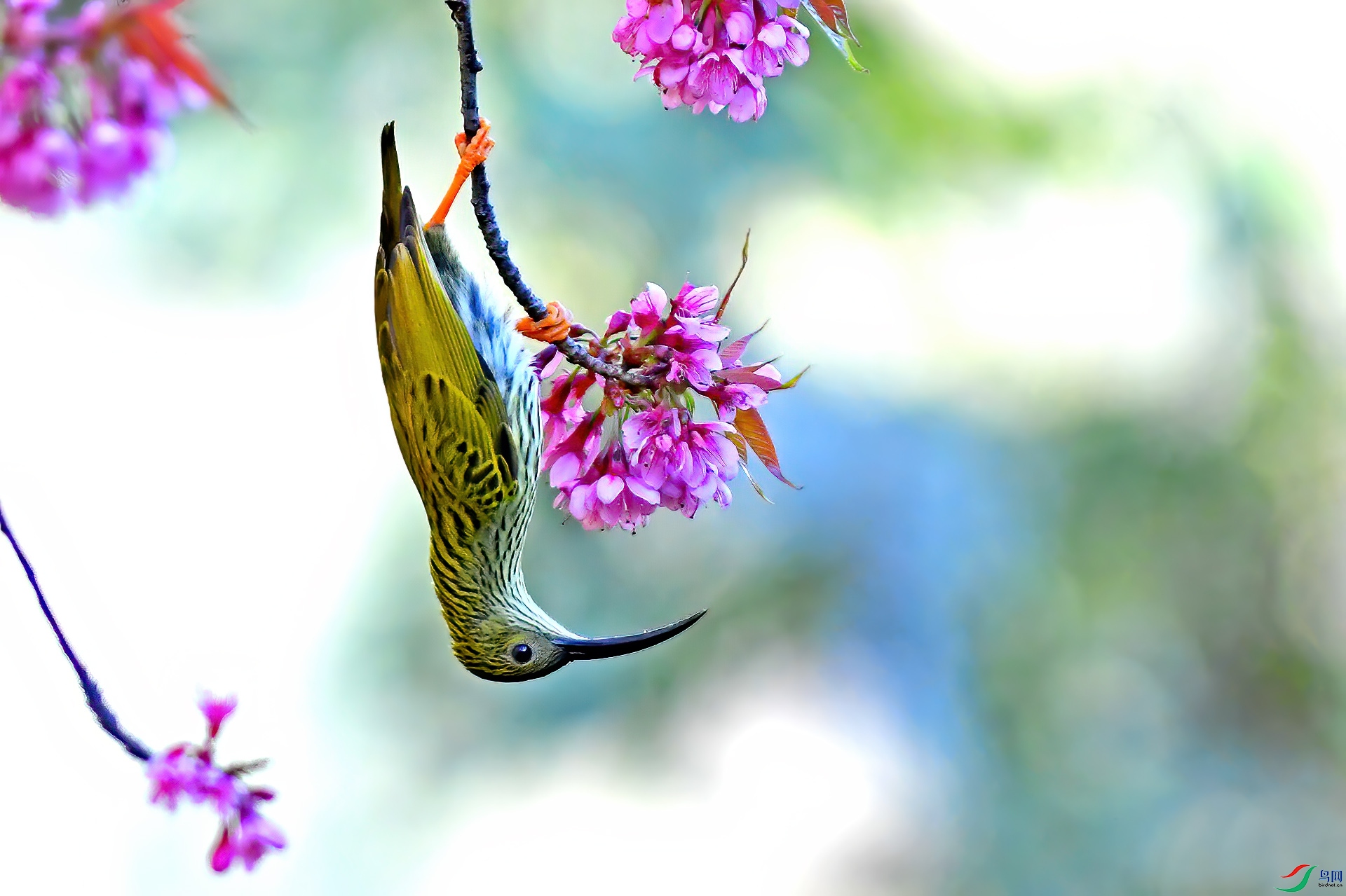DSC_1242.jpgq qq.jpg