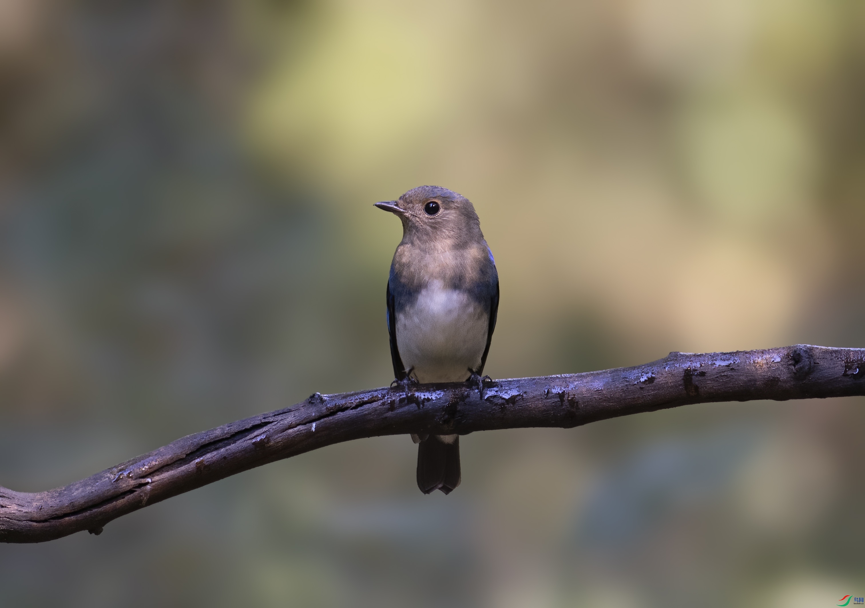 DSC_0948 ����1.jpg