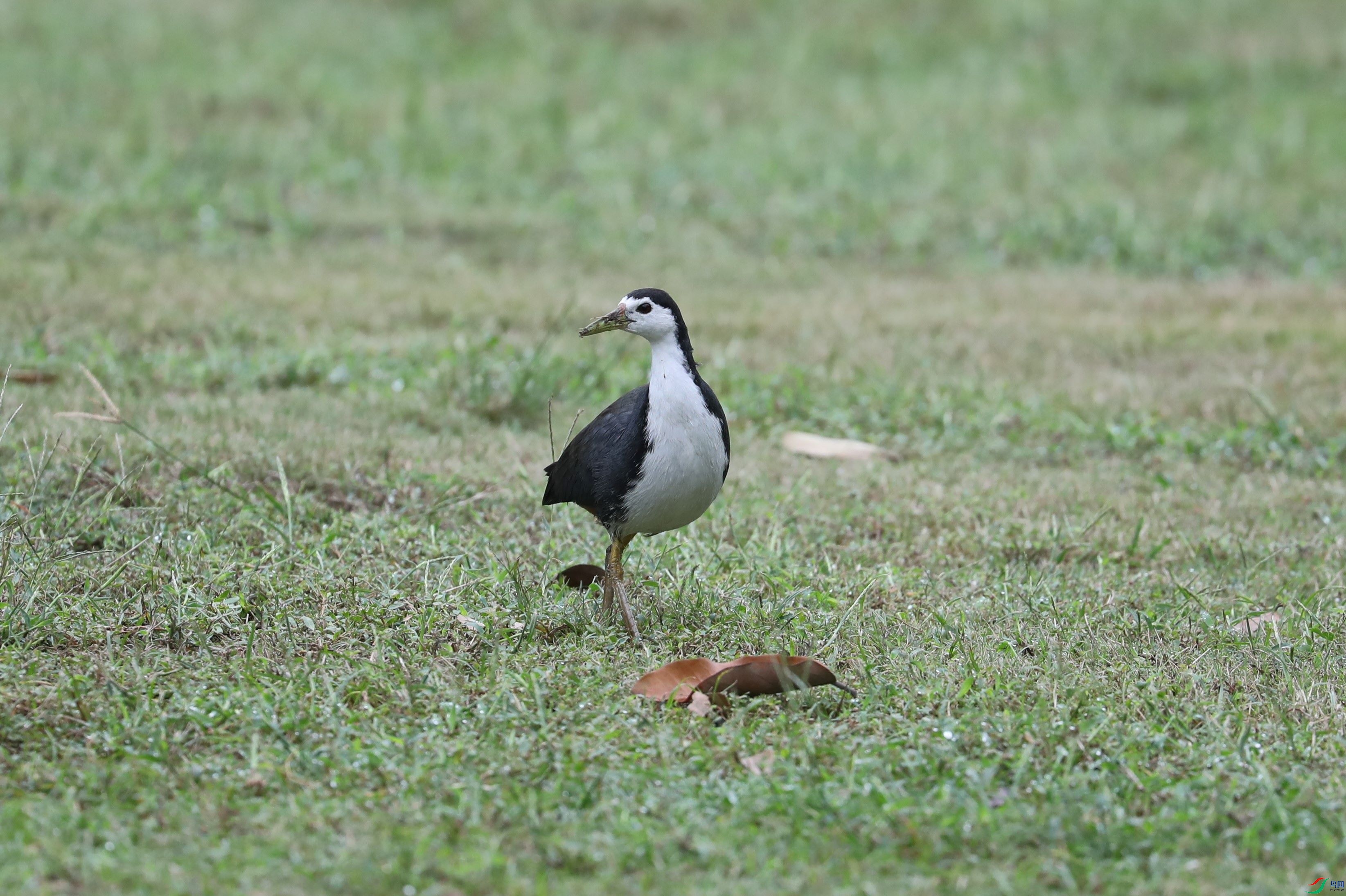 BL7A5808.JPG