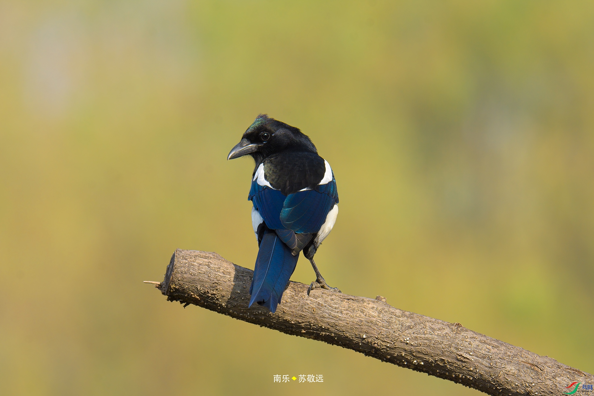 _DSC0872С.jpg