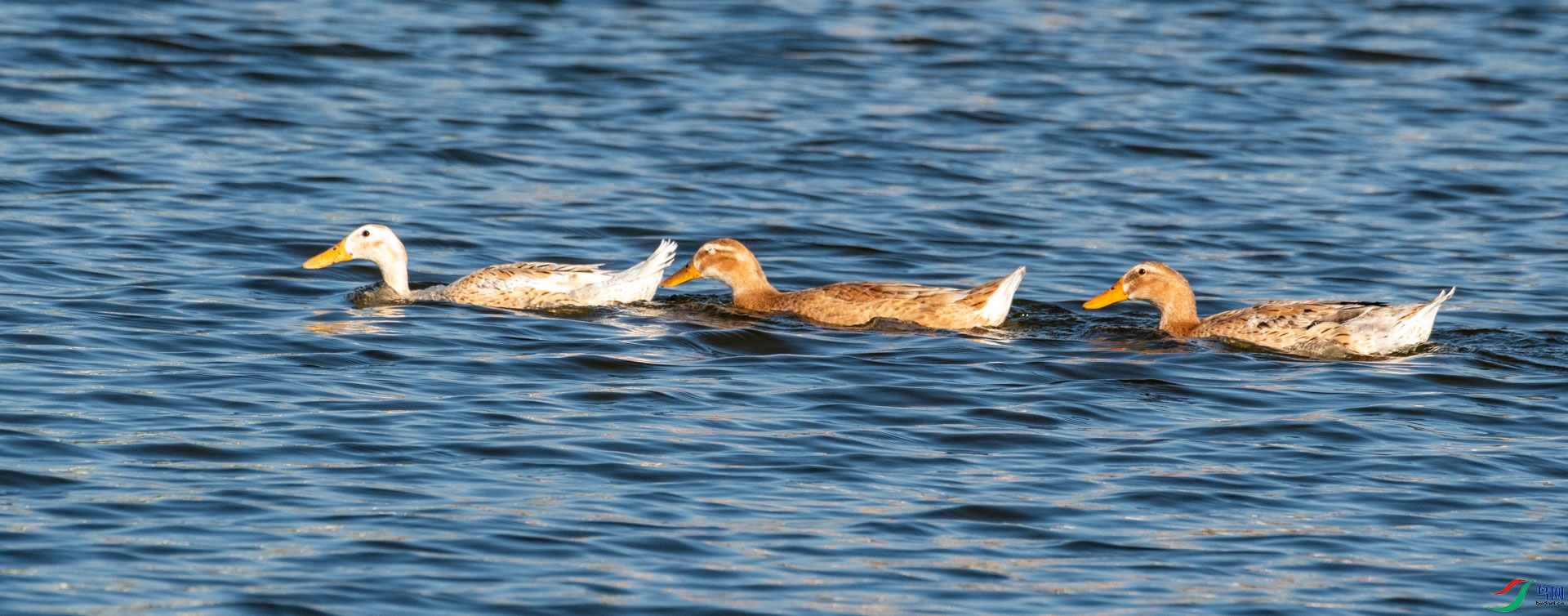 DSC_3076.jpg