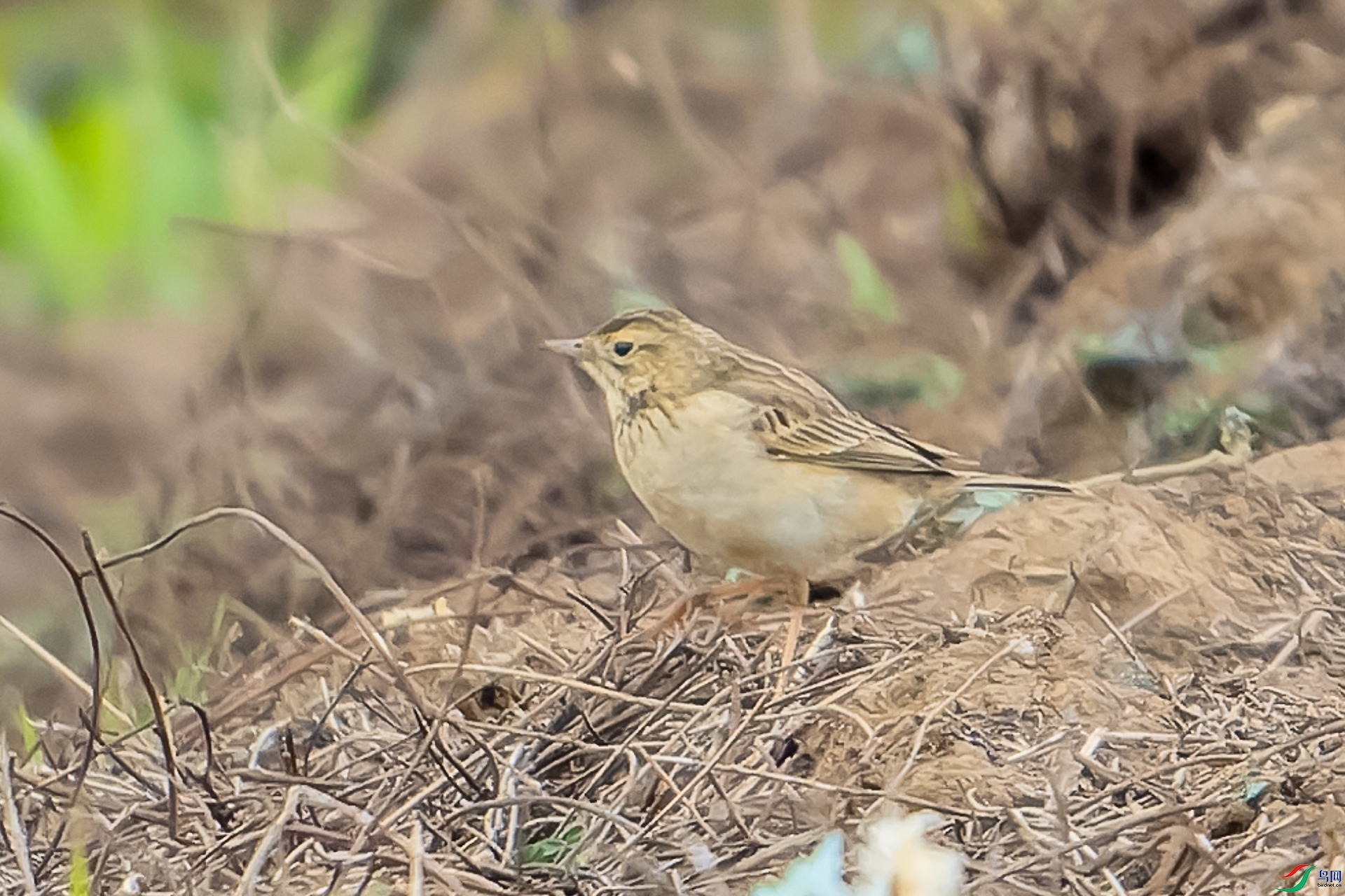 DSC05406-ARW_DxO_DeepPRIME-1.jpg