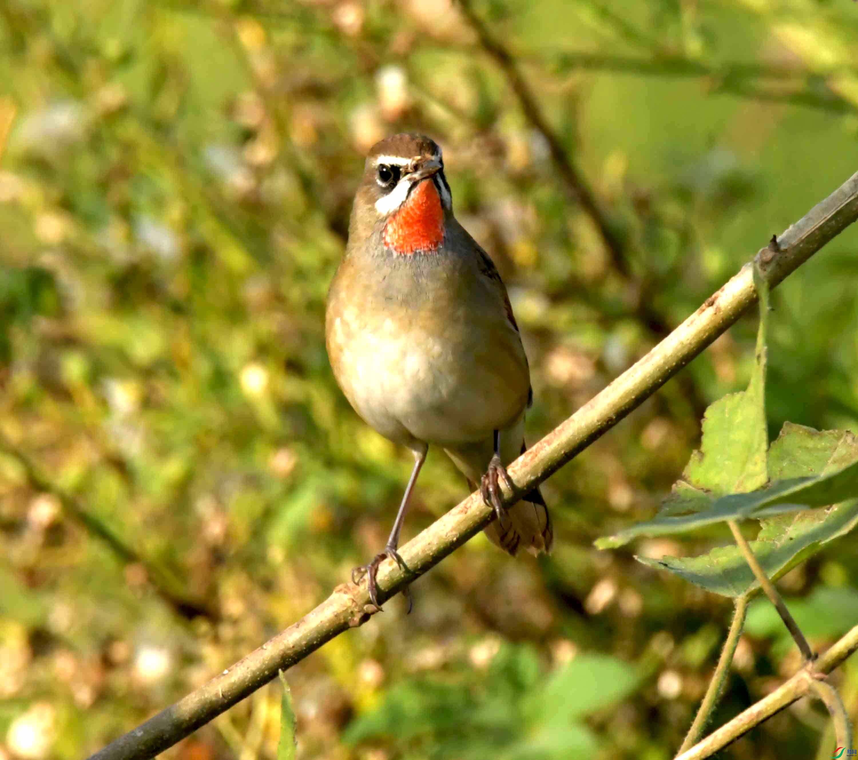 DSC_1002.JPG