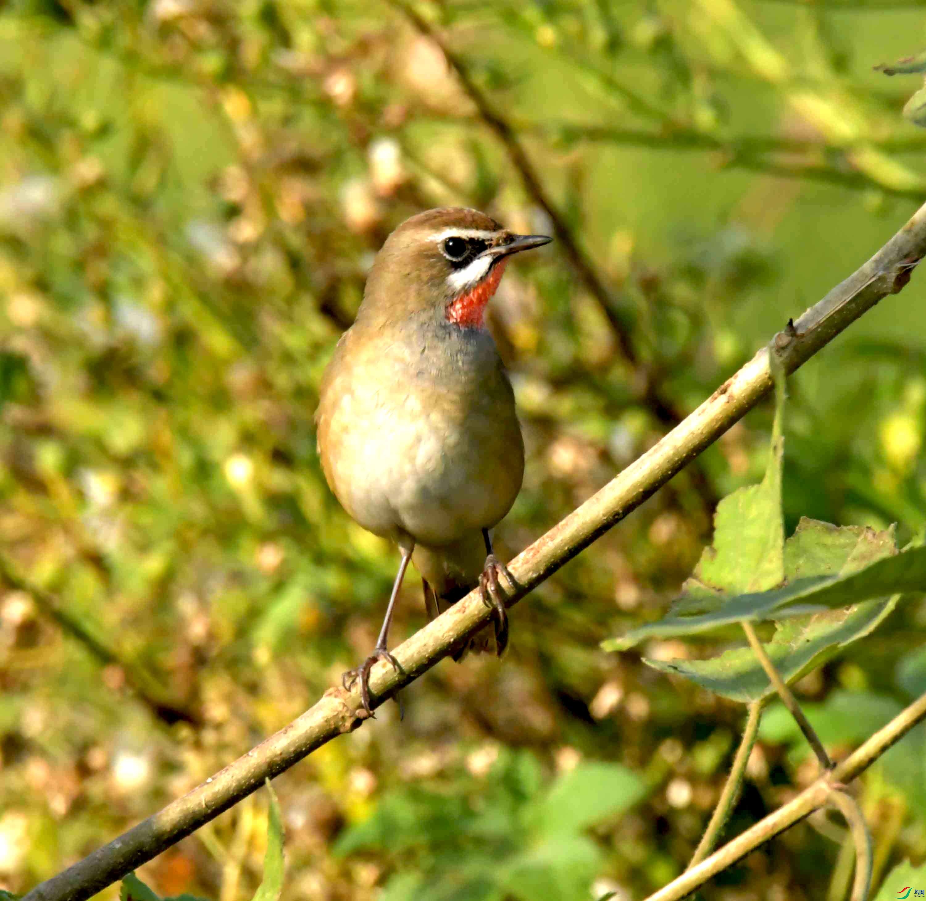 DSC_1005.JPG