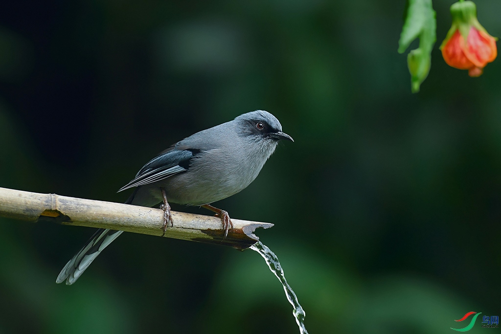 DSC_4230_DxOa.jpg