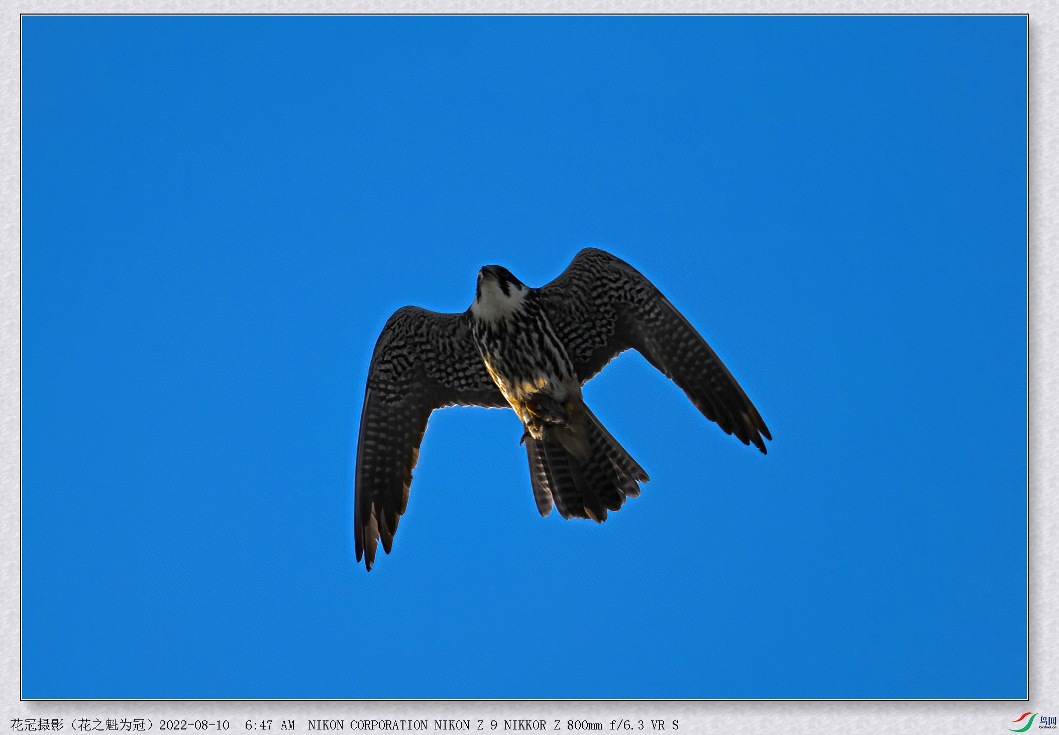 DSC_5555B-2-DeNoiseAI-low-light_����.jpg