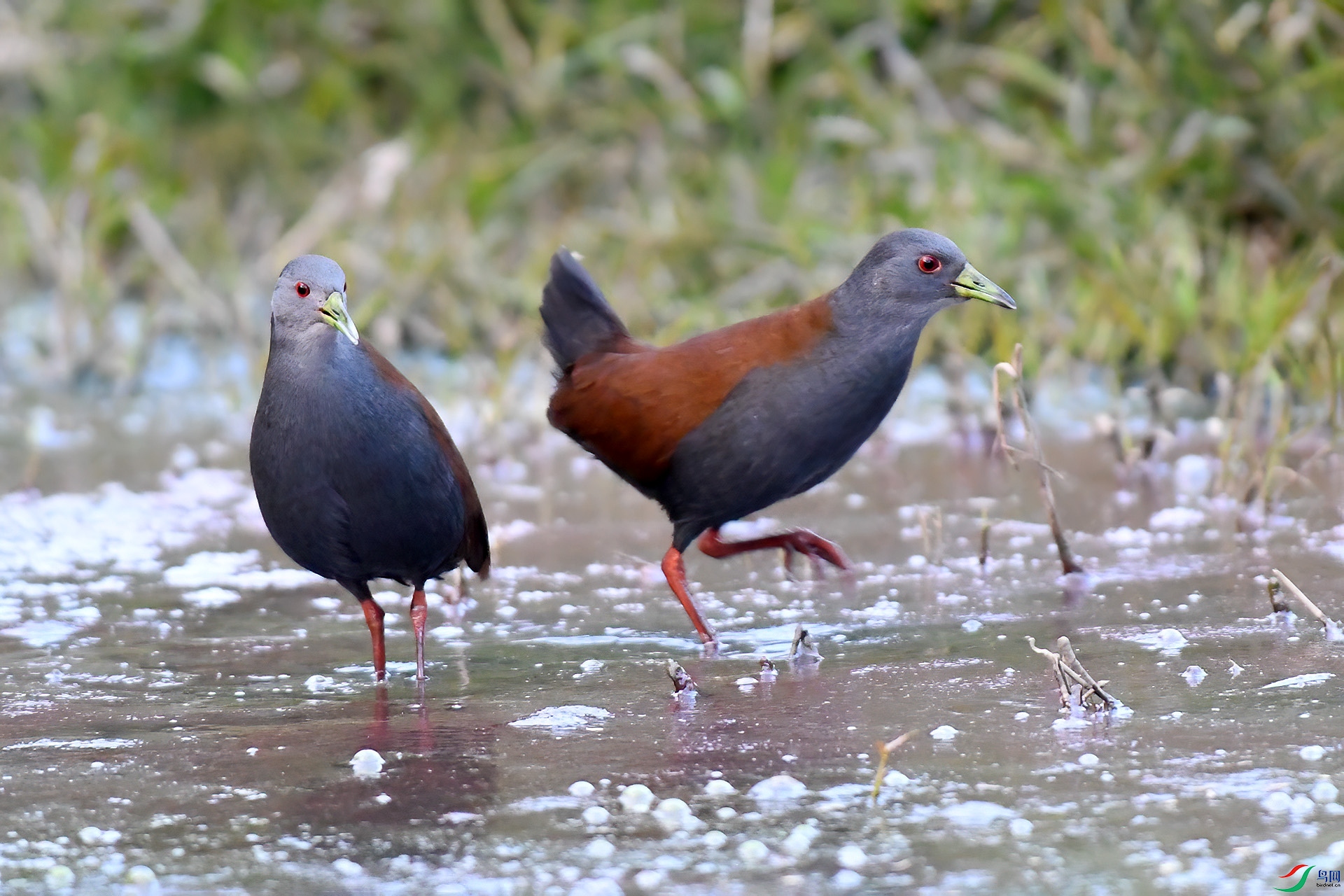 DSC_3461.jpgqq.jpg