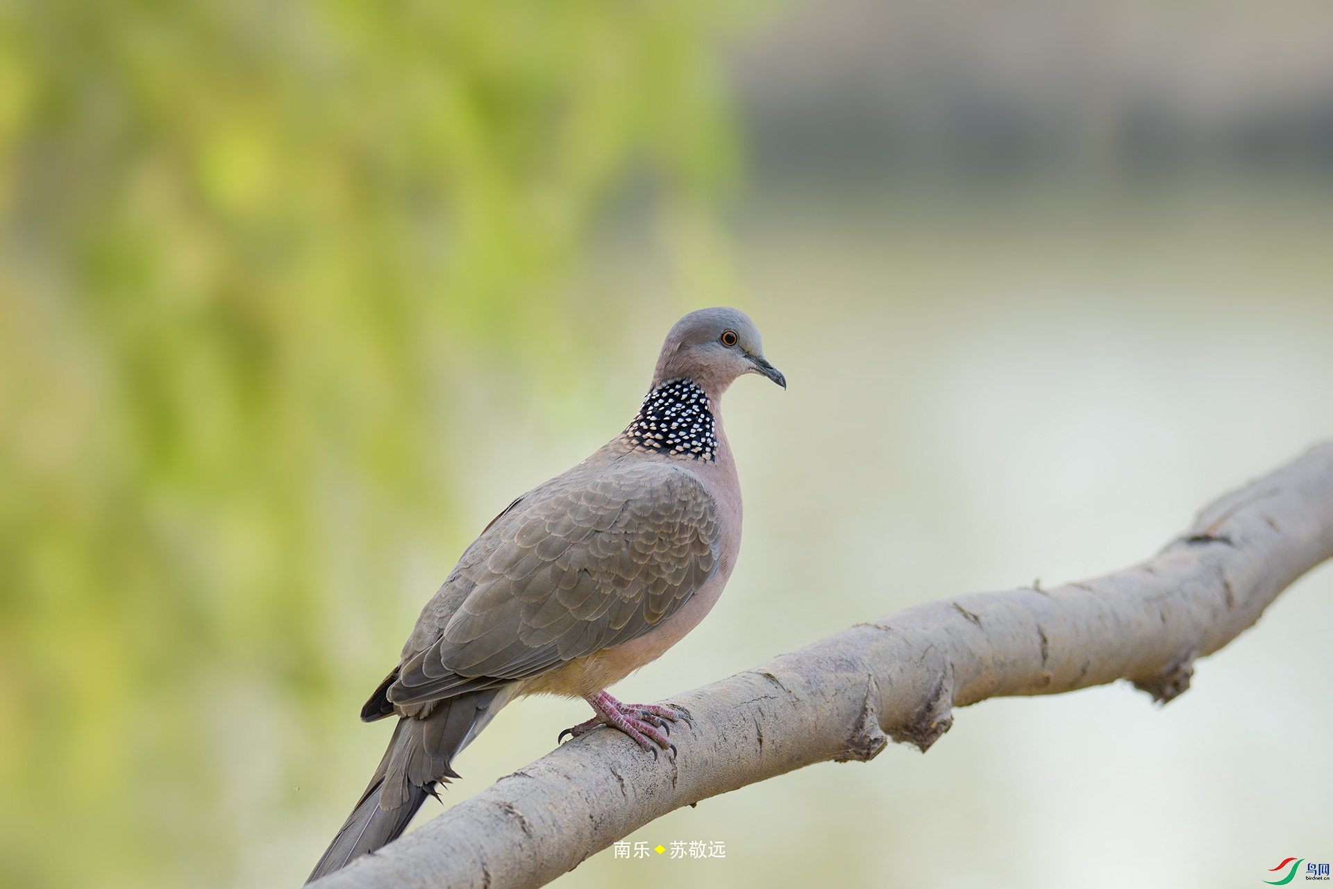 _DSC1460С.jpg