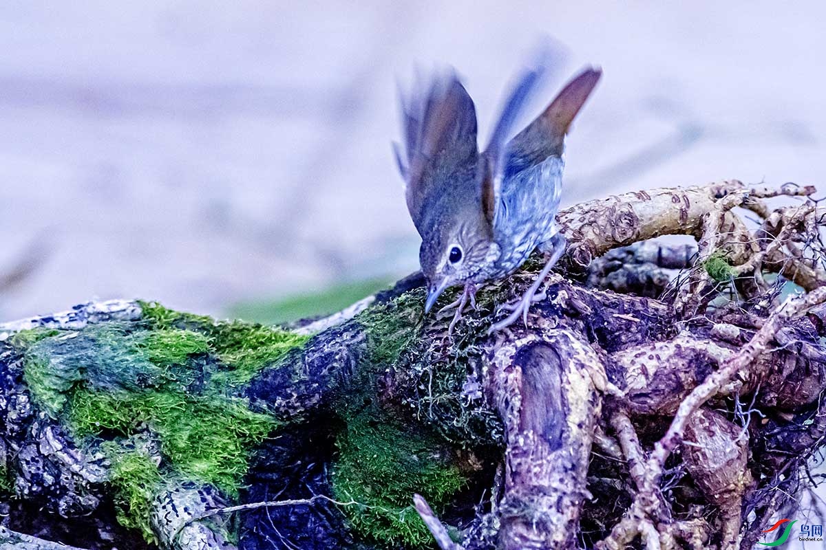 DSC_9019.jpg