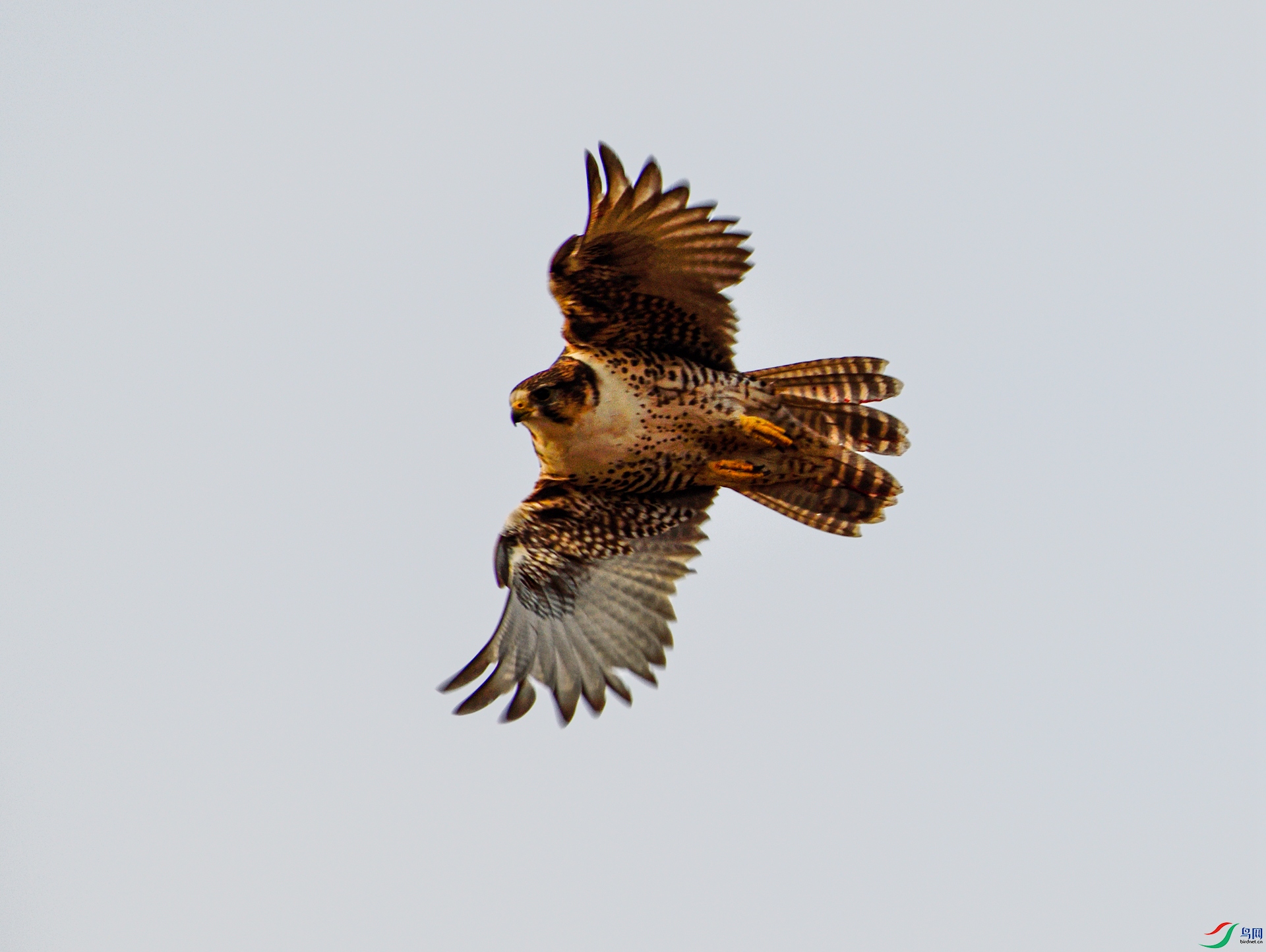 _DSC9725_���� - ����.jpg