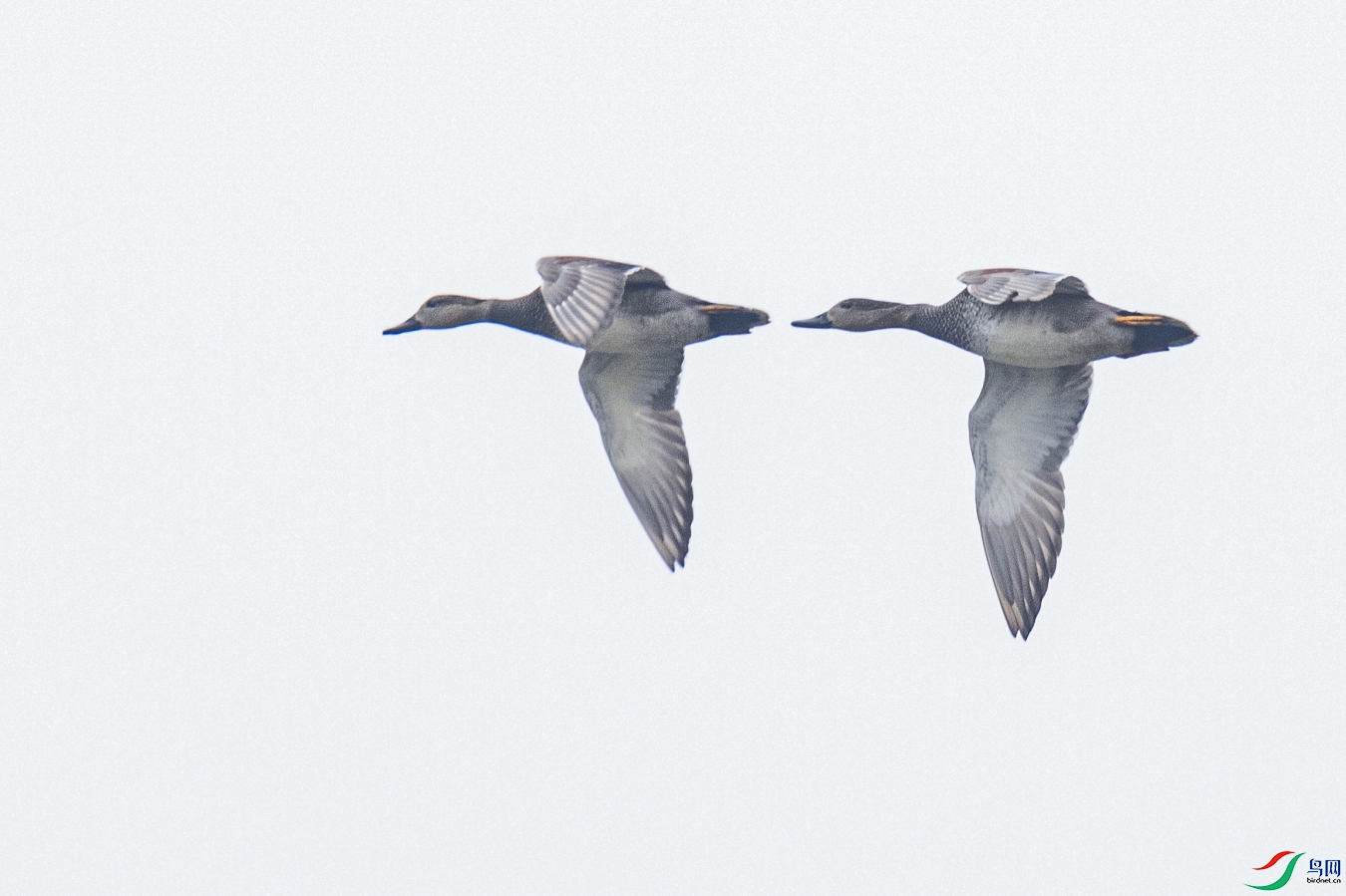 �������     ���Ѽ