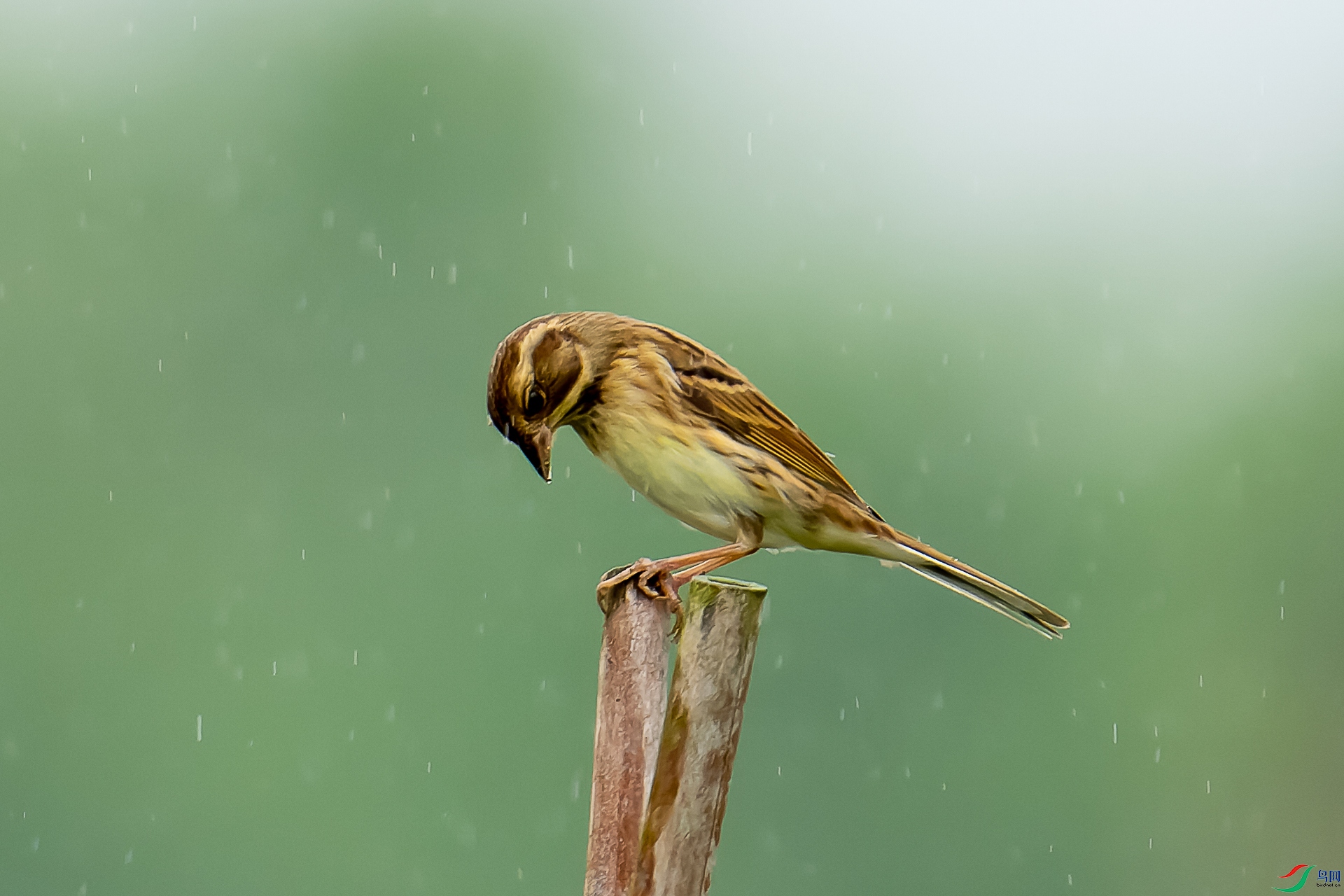 DSC01199-2-ARW_DxO_DeepPRIME-1.jpg