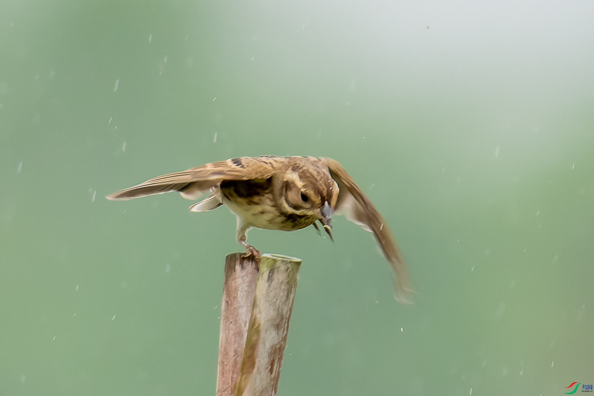DSC01210-ARW_DxO_DeepPRIME-1.jpg