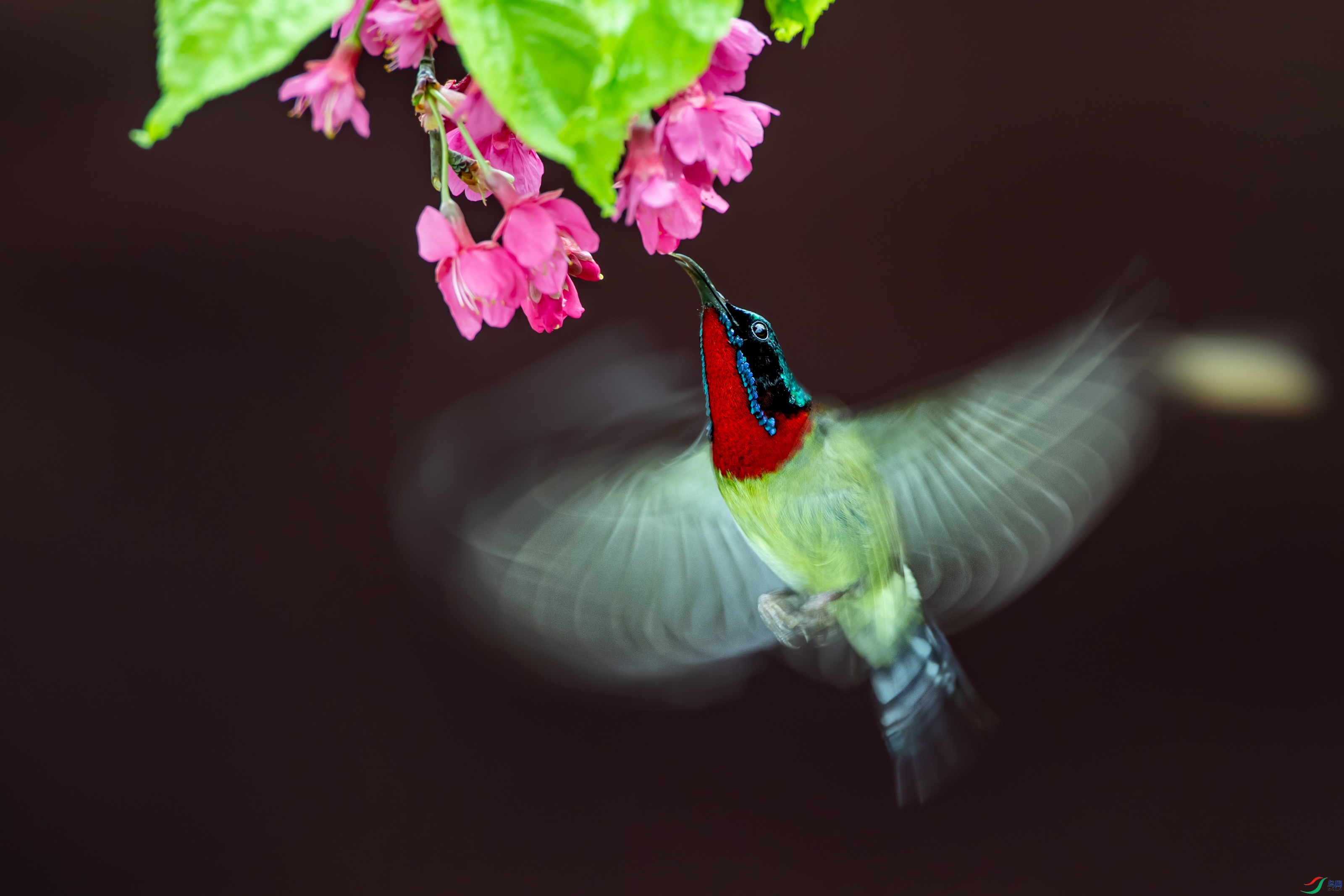 DSC_2212.jpg