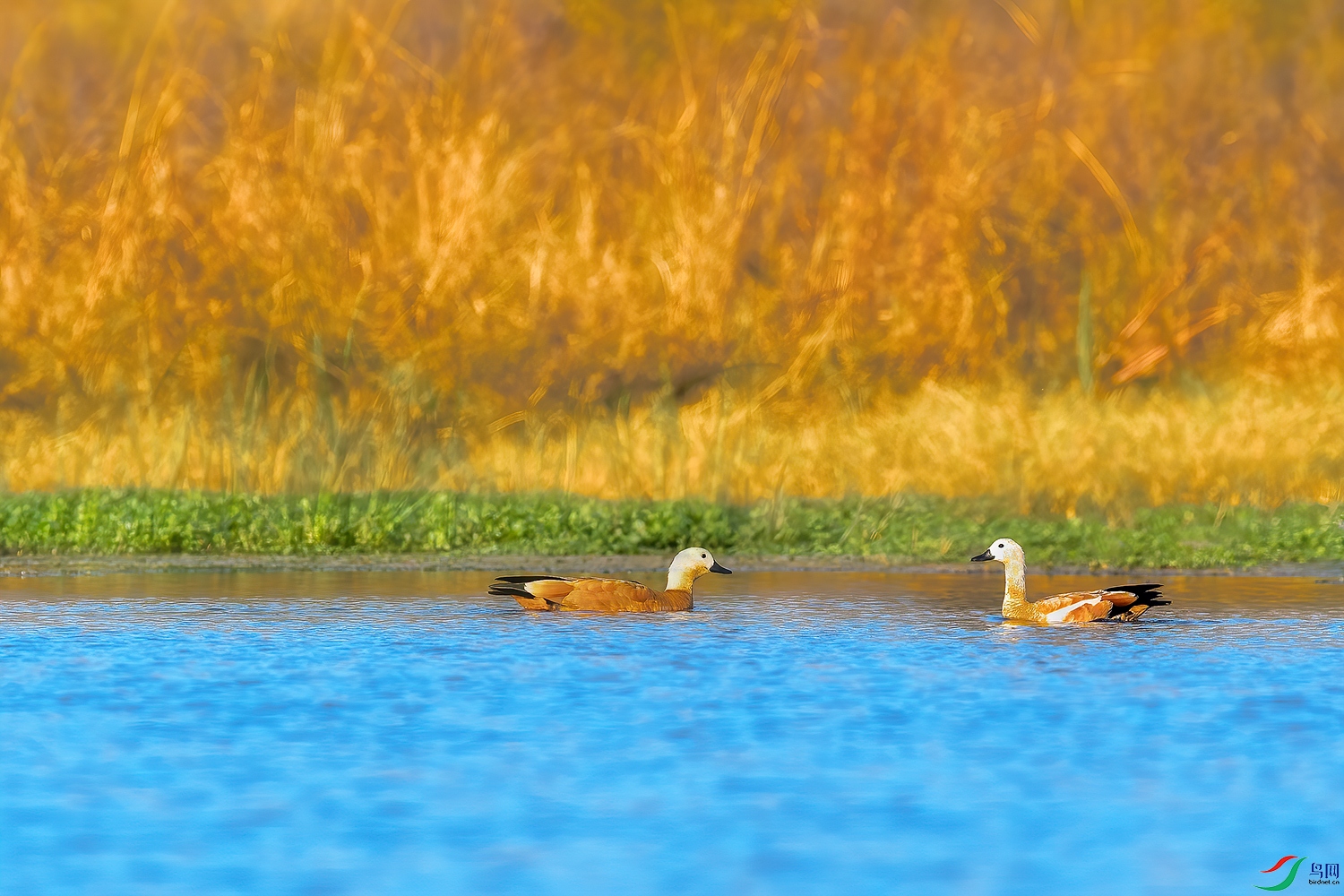 _DSC8016.jpg