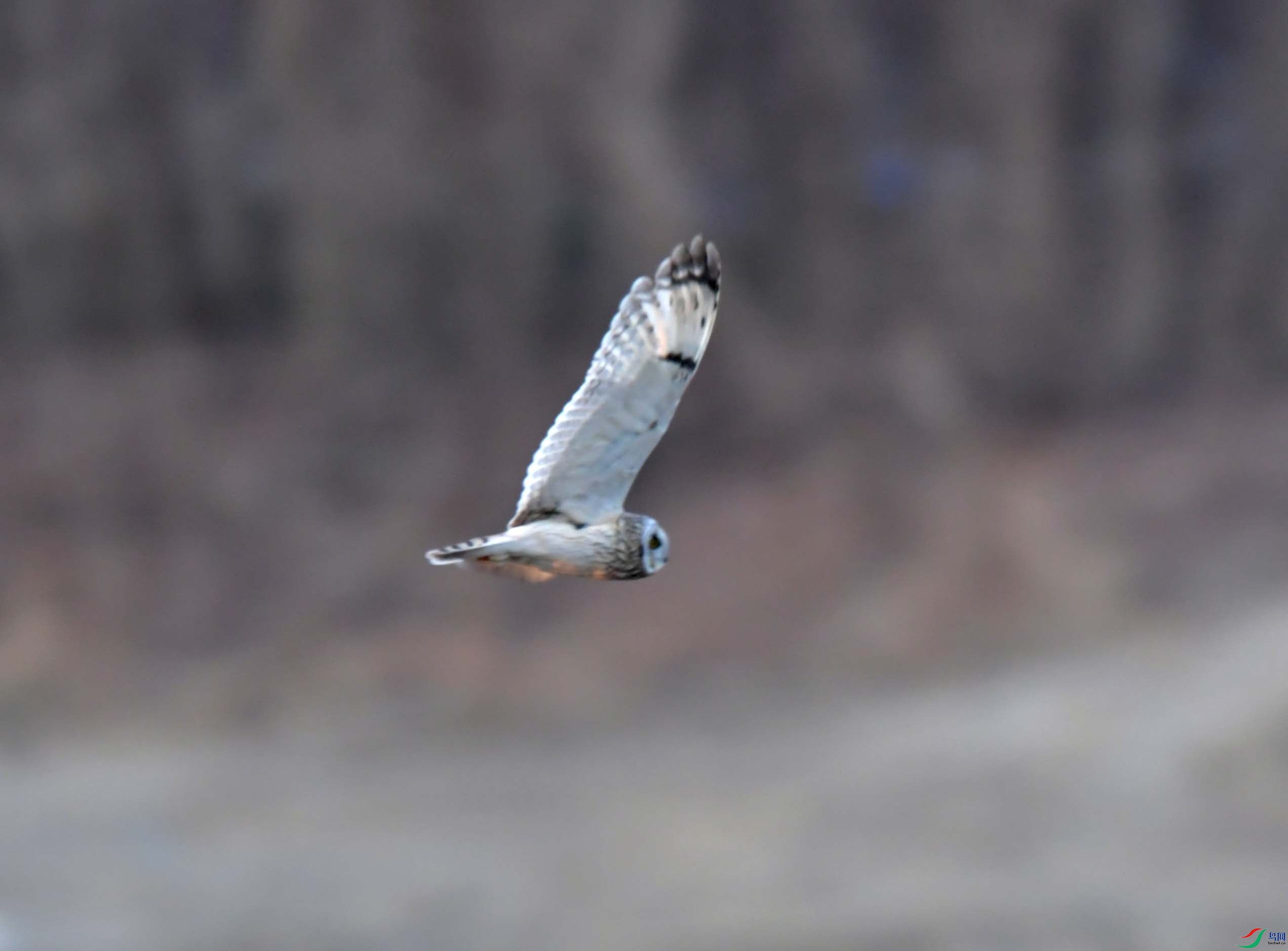 DSC_9613.JPG