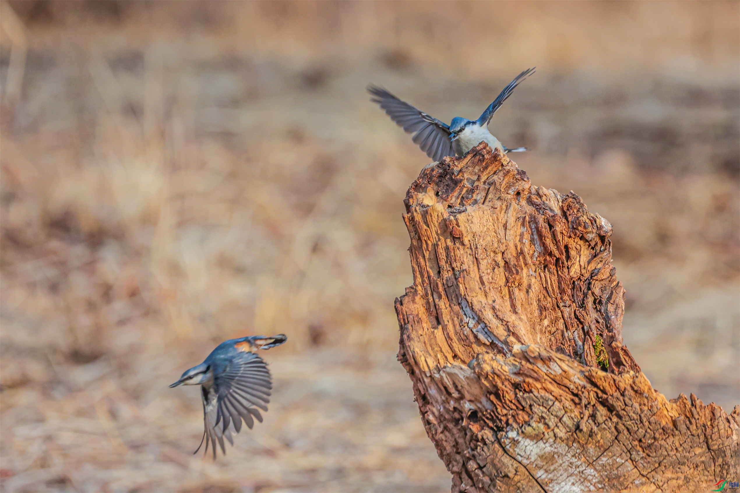 1K3A8136 ����1.jpg