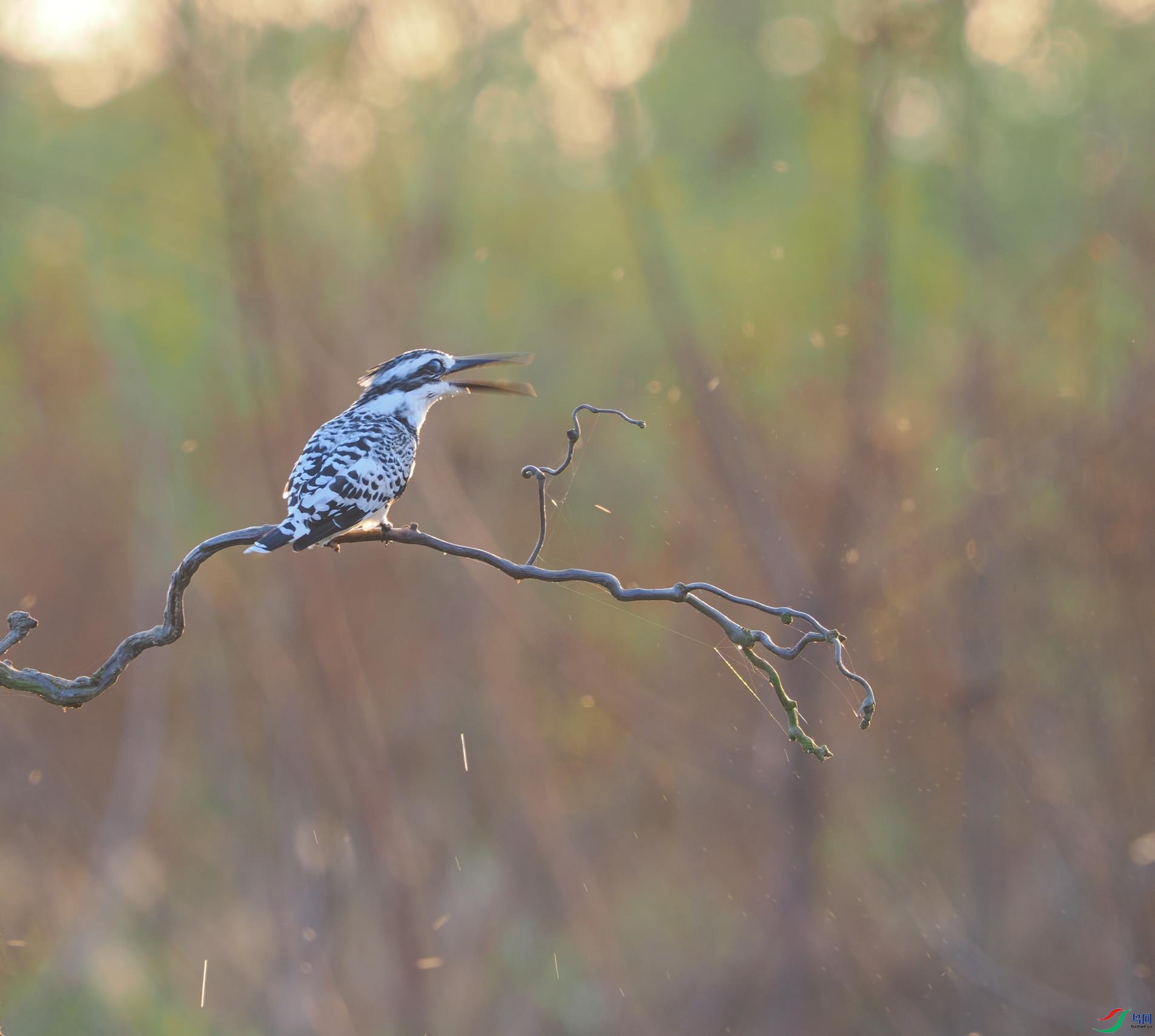 ��Ȧ��F8�����ţ�1/80���й�ȣ�400�����ࣺ395mm