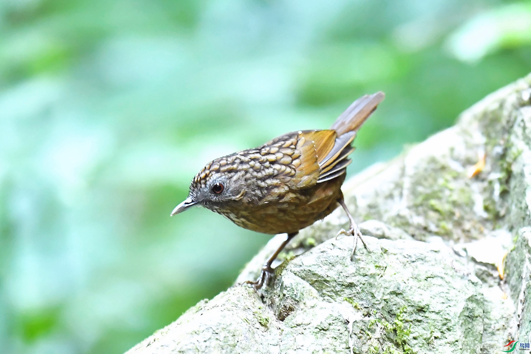 DSC_3219_����.jpg