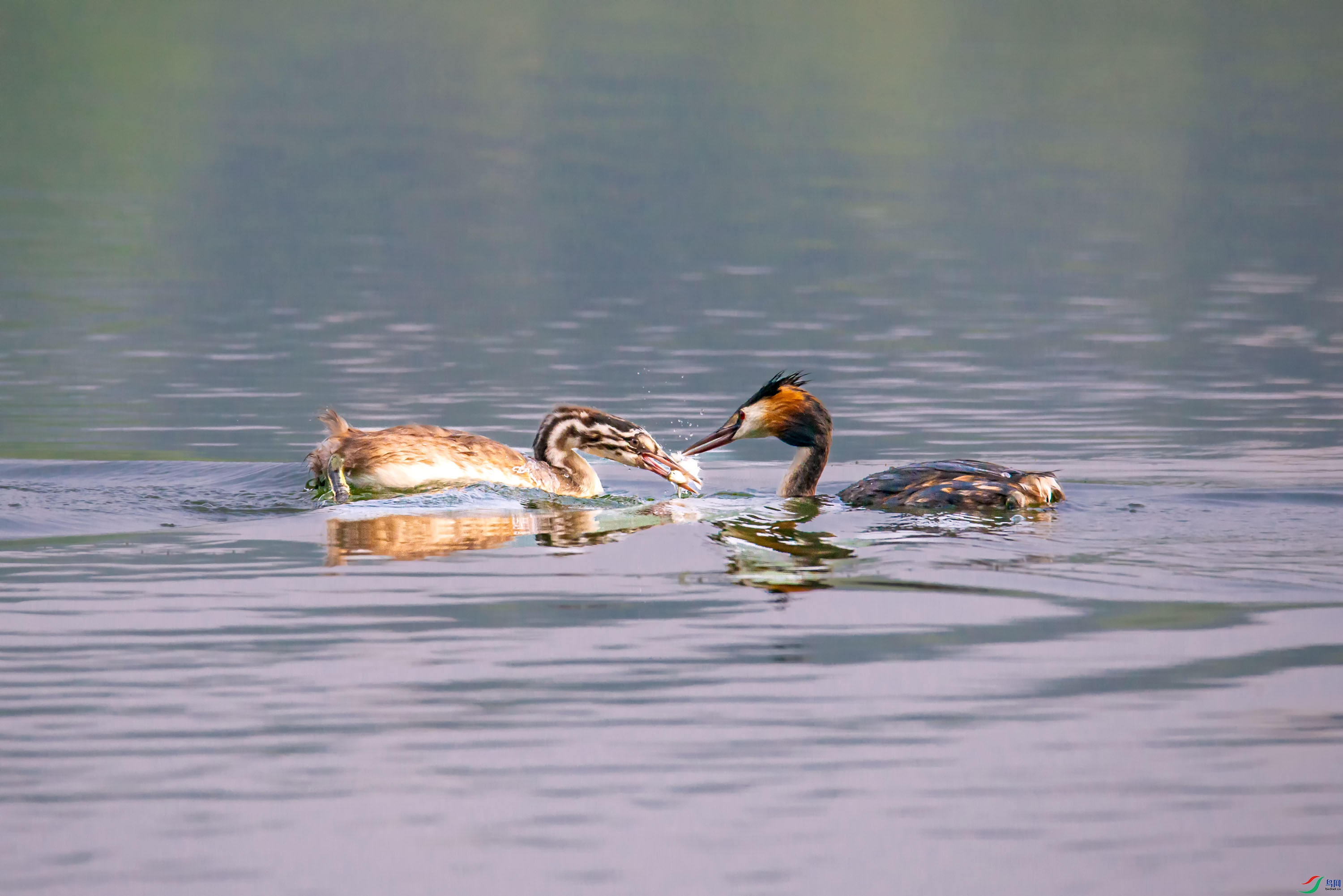 DSC_4274.jpg