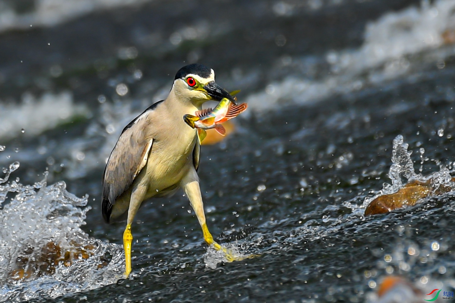 DSC_1596-1.jpg