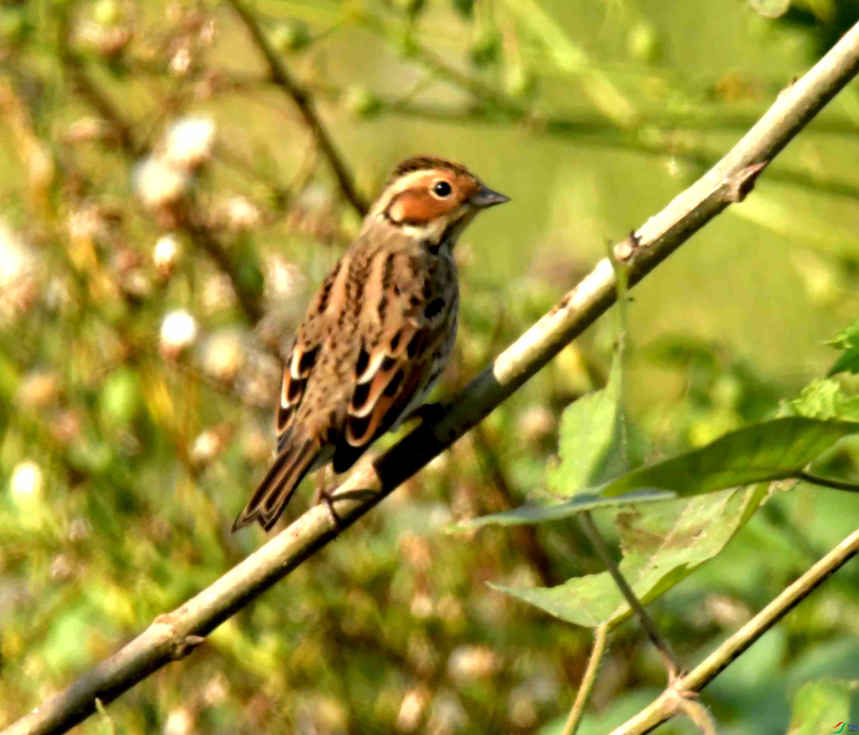 DSC_1416.JPG