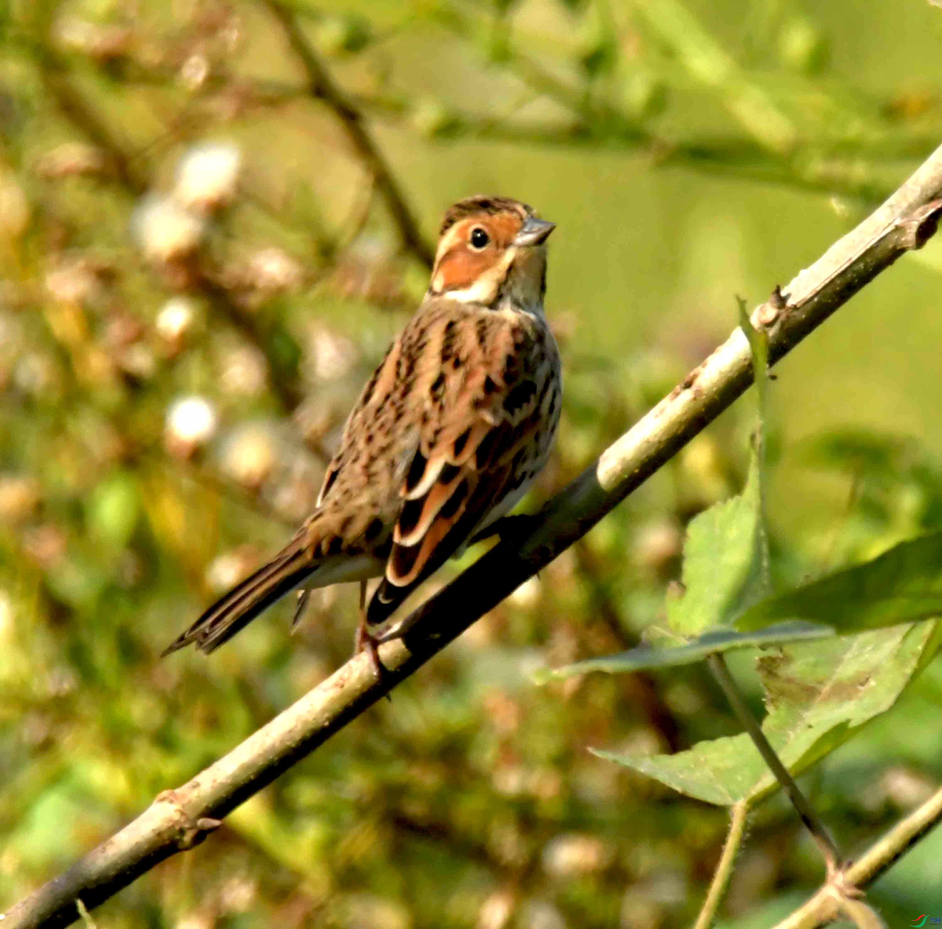 DSC_1422.JPG