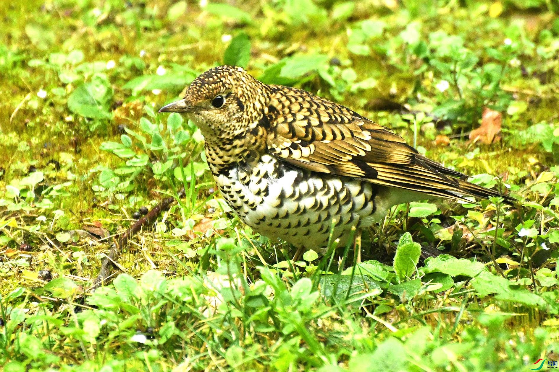 DSC_5729_����.jpg