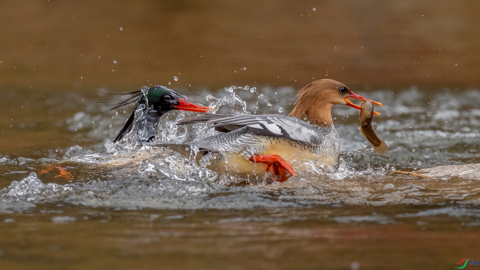 F-_DSC_4880.jpg