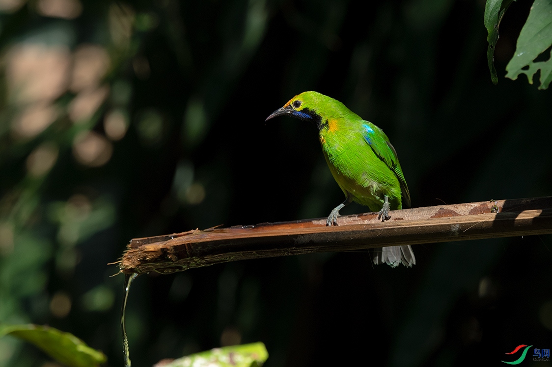 DSC_6547_DxOa.jpg