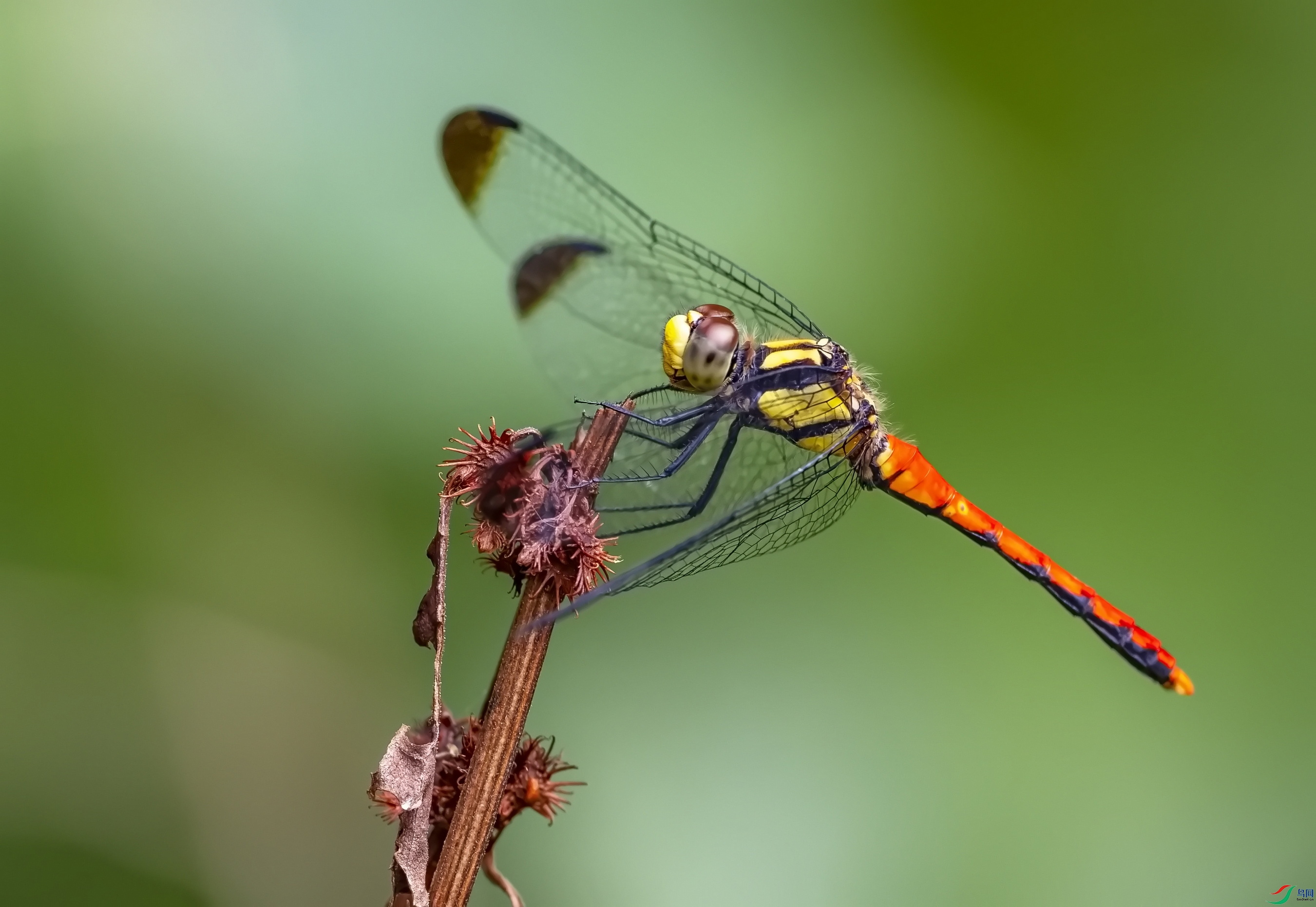 ���� (3)-1.jpg