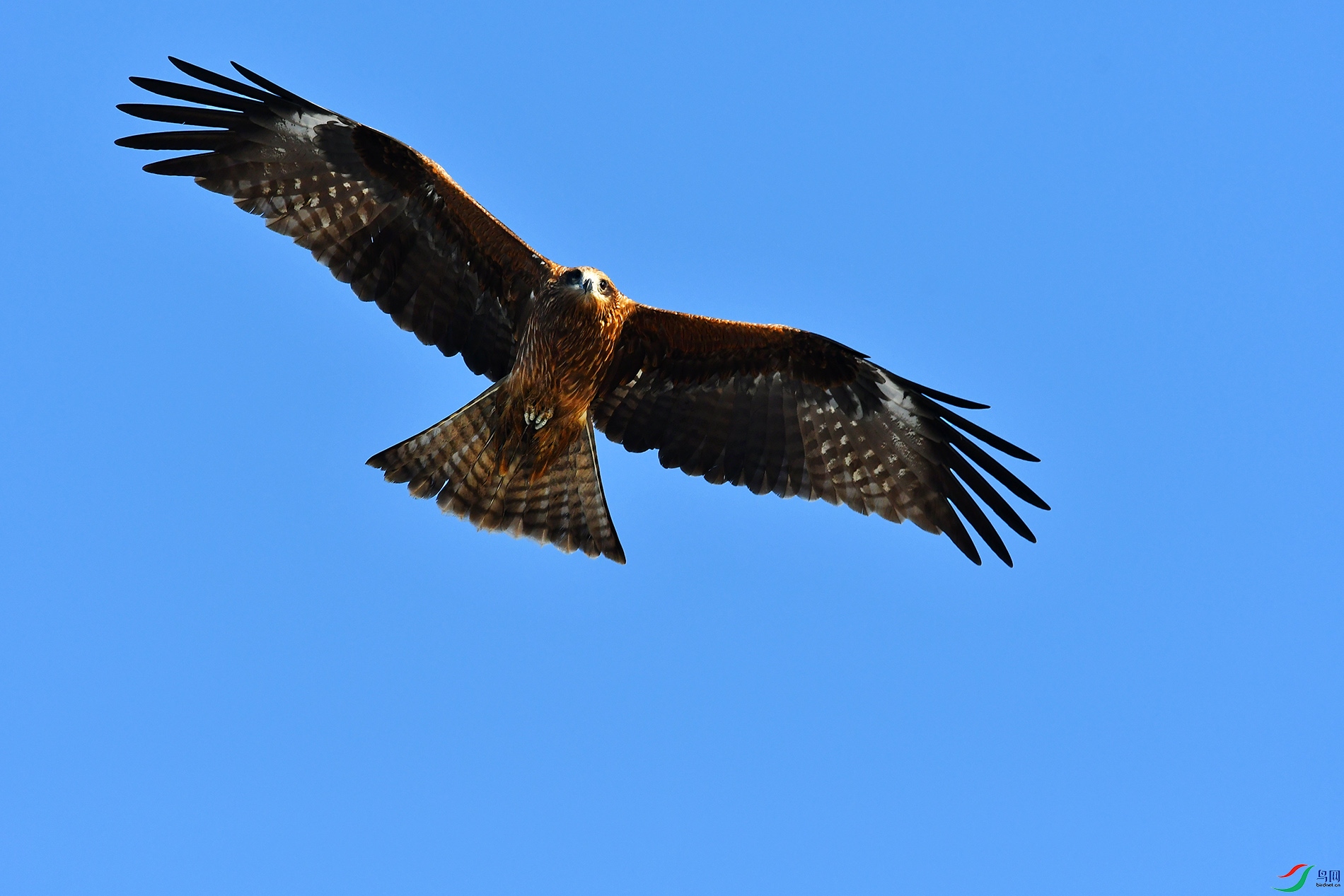 DSC_0431.JPG