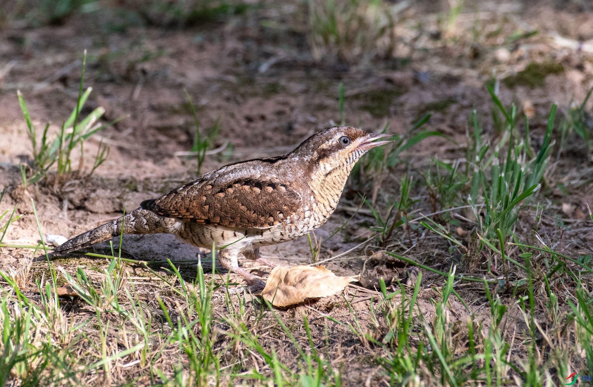DSC_5285.jpg