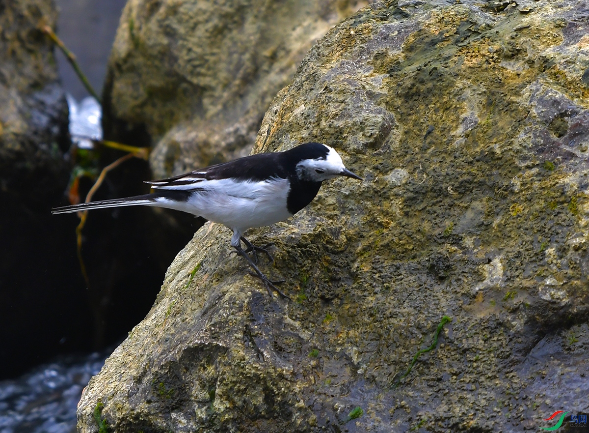 DSC_0748.JPG