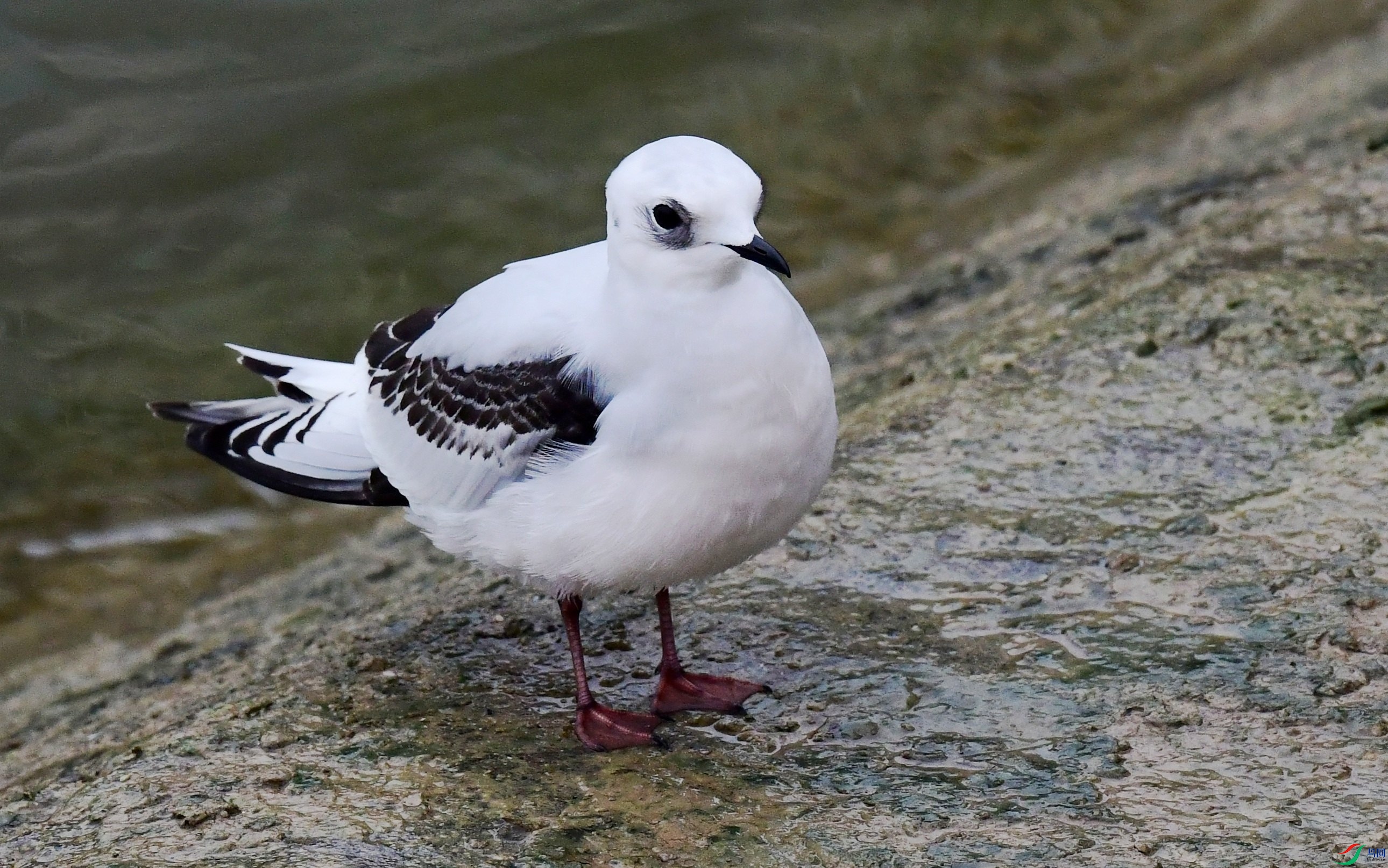 DSC_5139_conew3.jpg