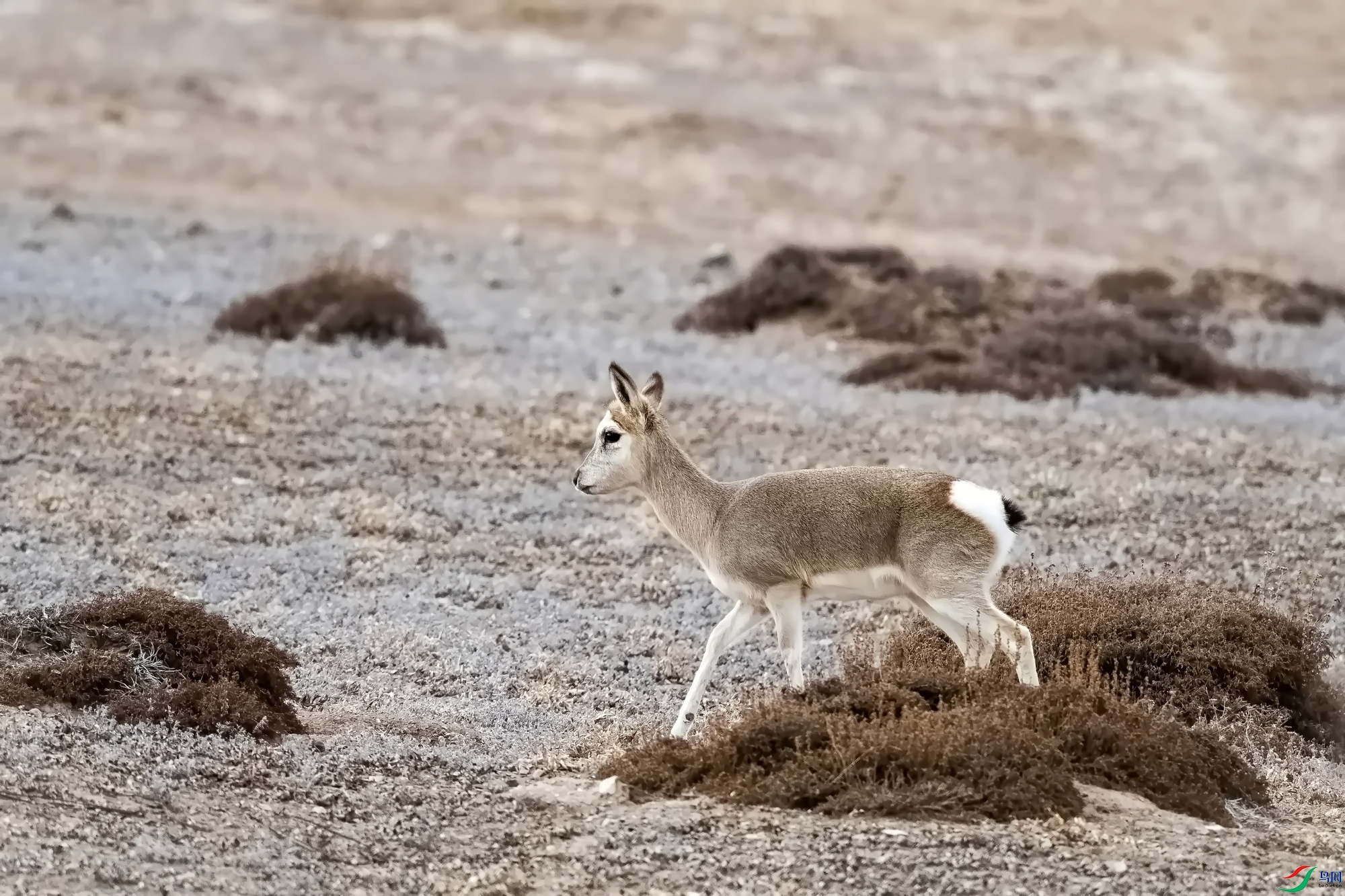 ��ԭ�� -1.jpg