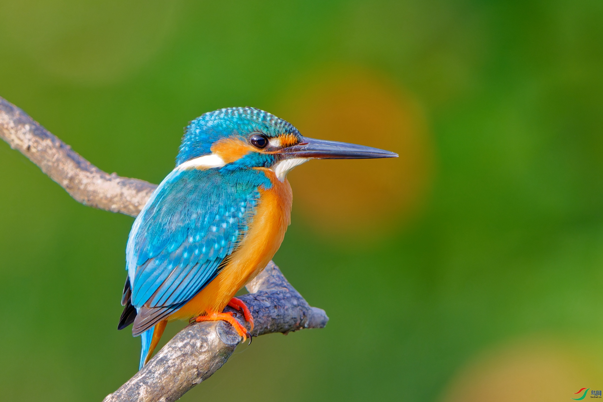 BZ1A0494_DxO - ����.jpg