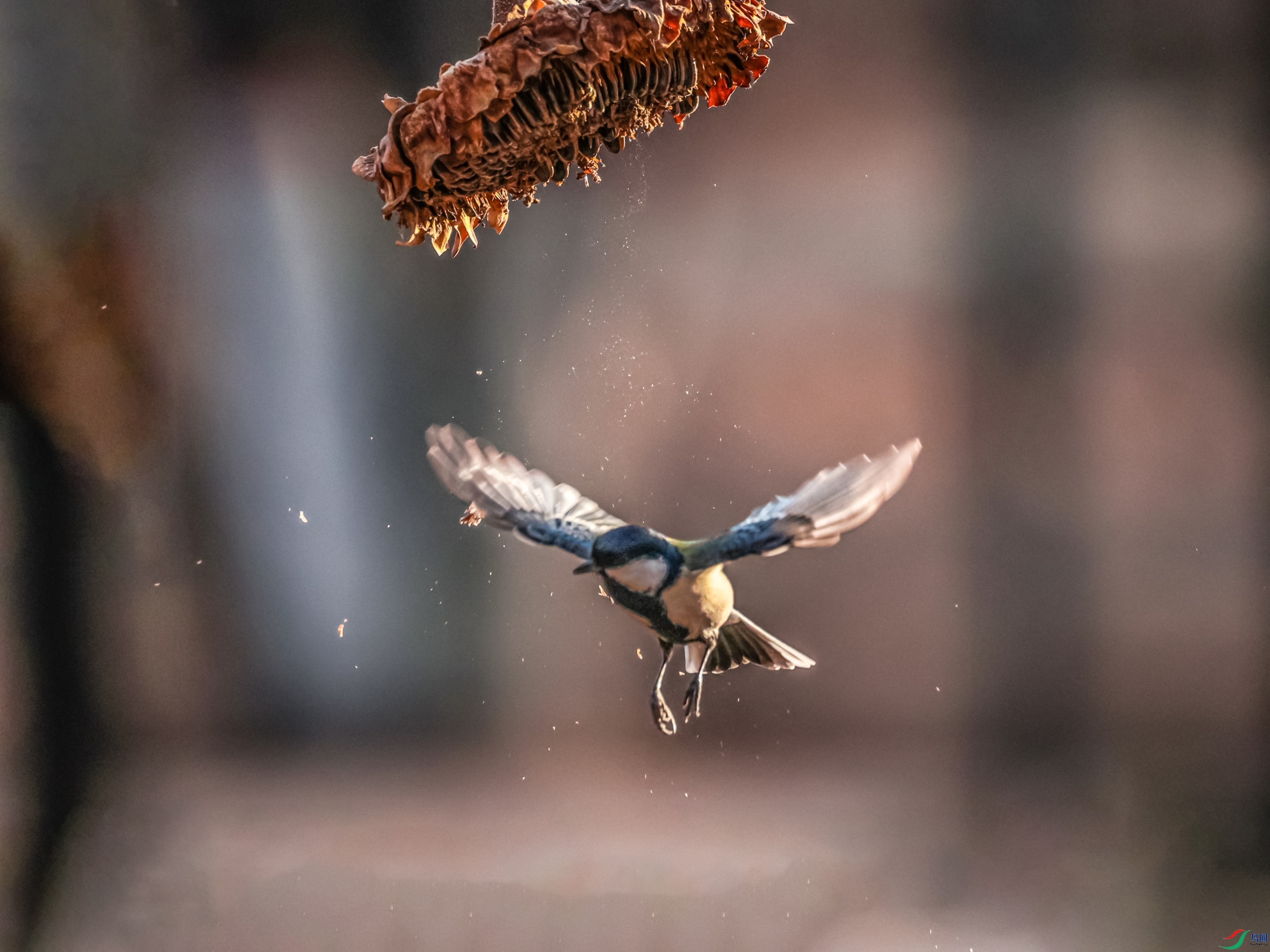 1K3A5971 ����1.jpg