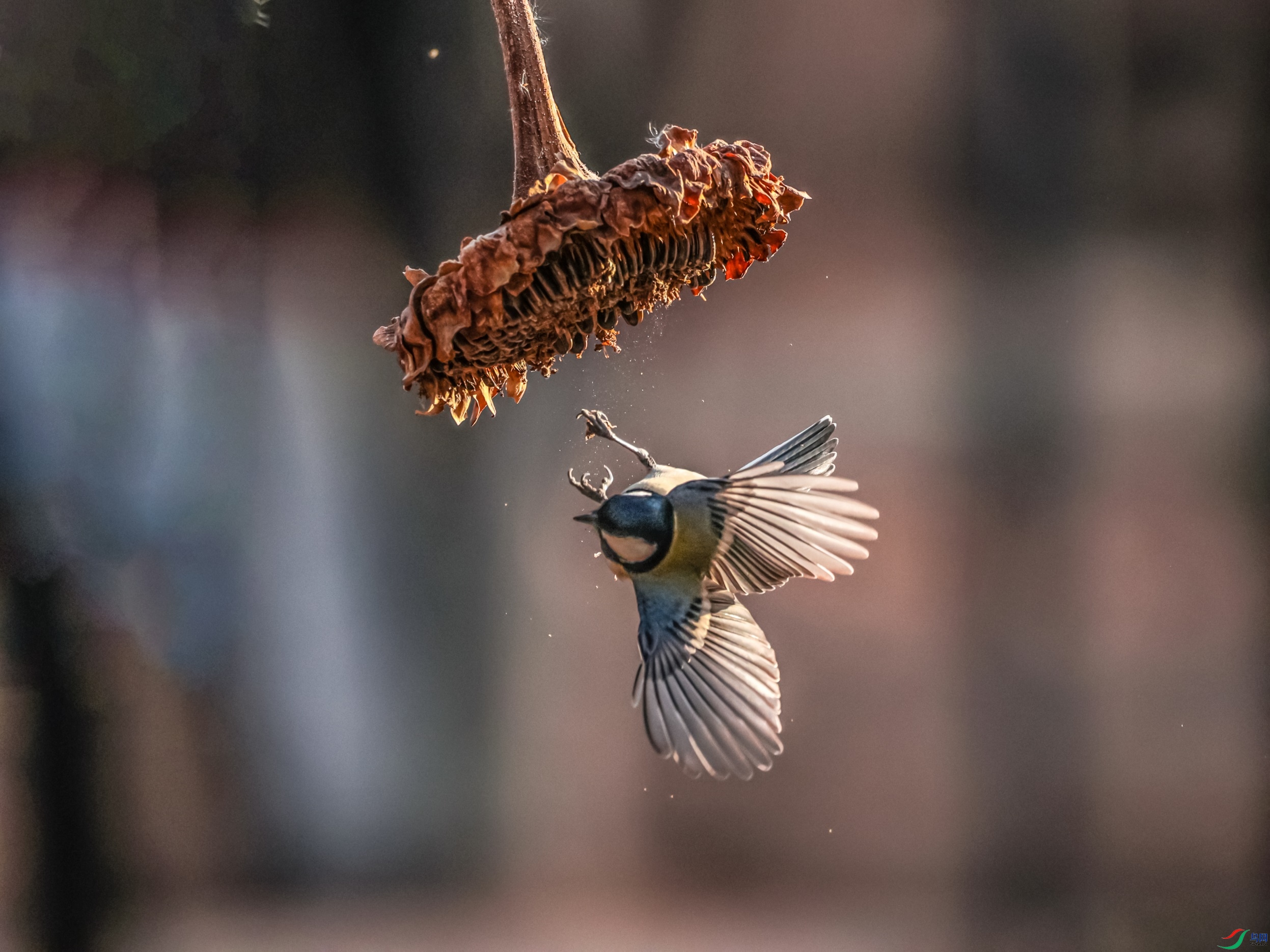 1K3A5970 ����1.jpg