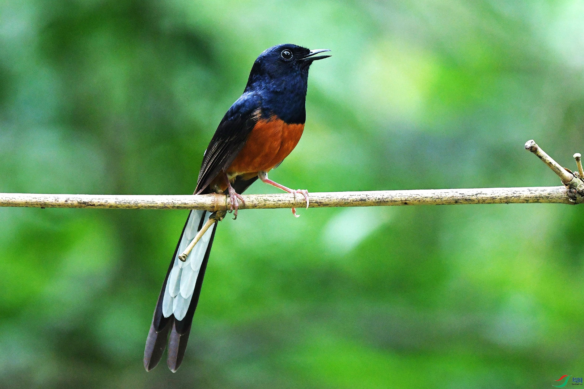 NIKON D5001068_����.jpg