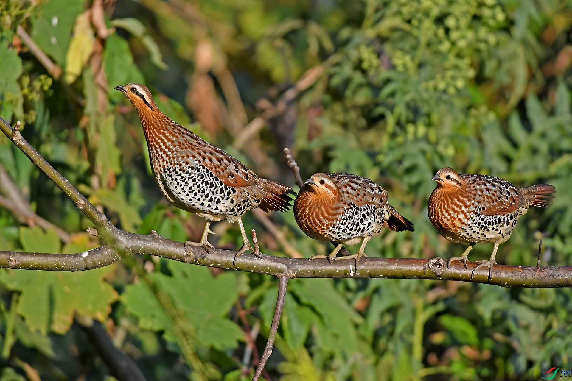 DSC_8751.jpgqqq.jpg