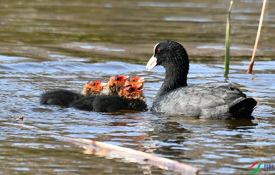 ŨŨ�����顣