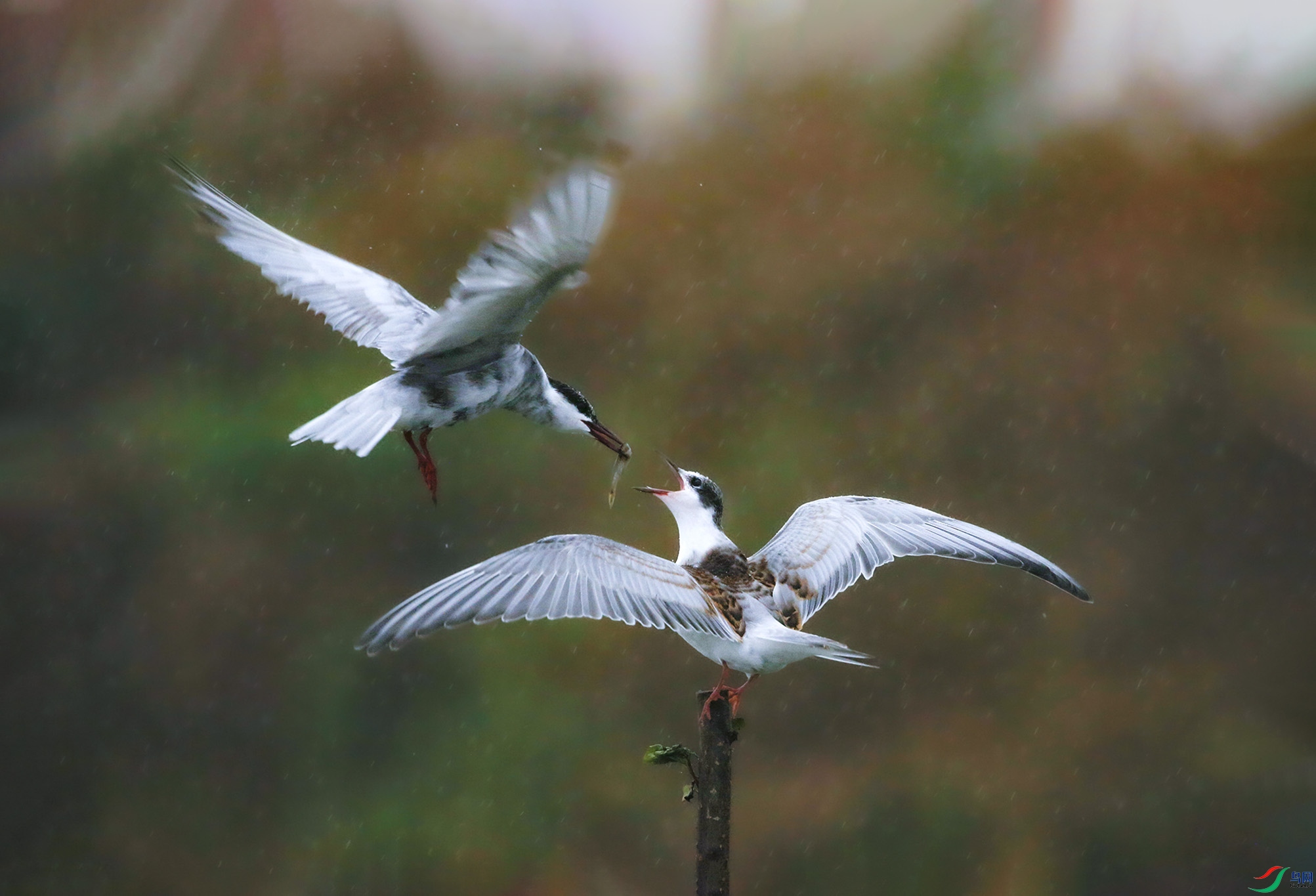 _16A8861   �븡Ÿι�� 03.jpg