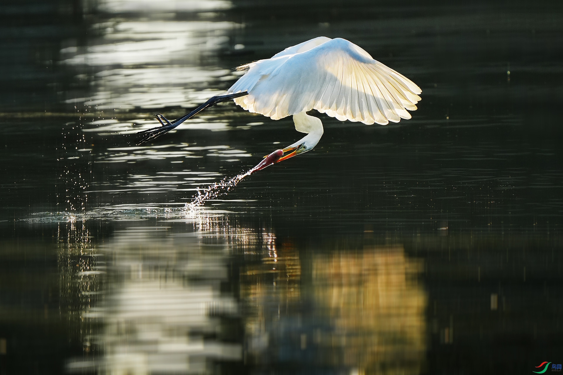 DSC00115  ����.jpg