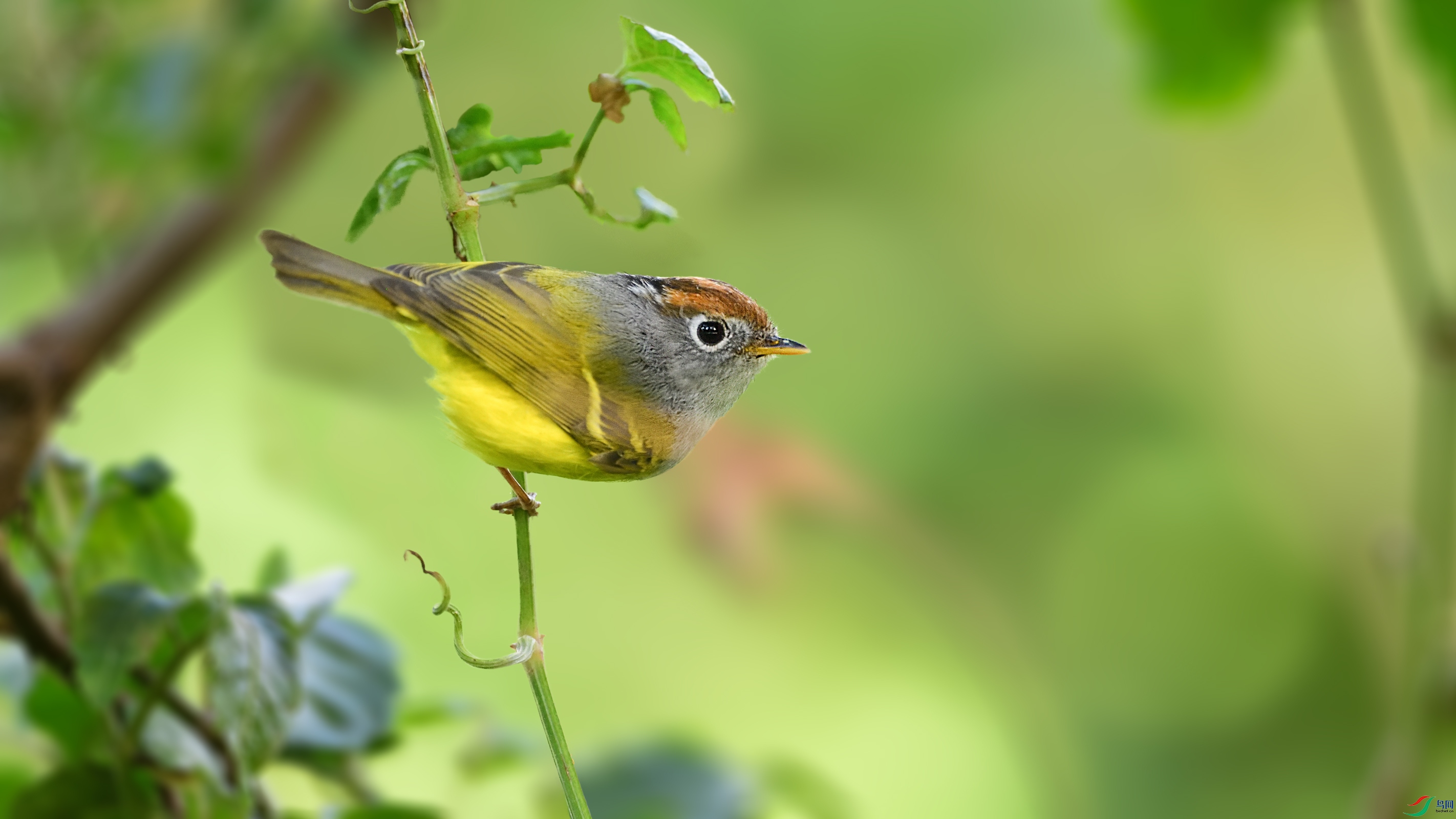 ��ͷ�lݺDSC_3375.jpg
