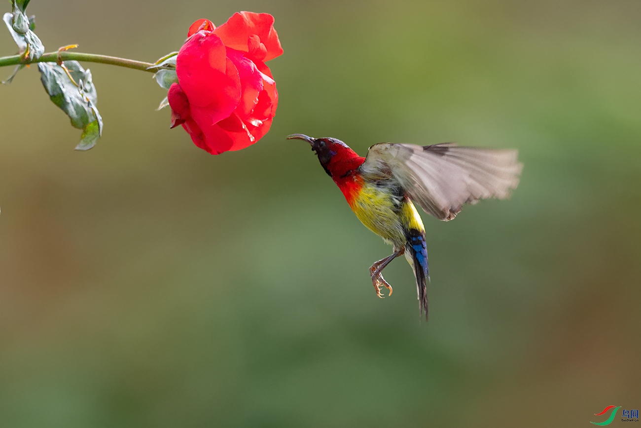 DSC_6223_DxOa.jpg